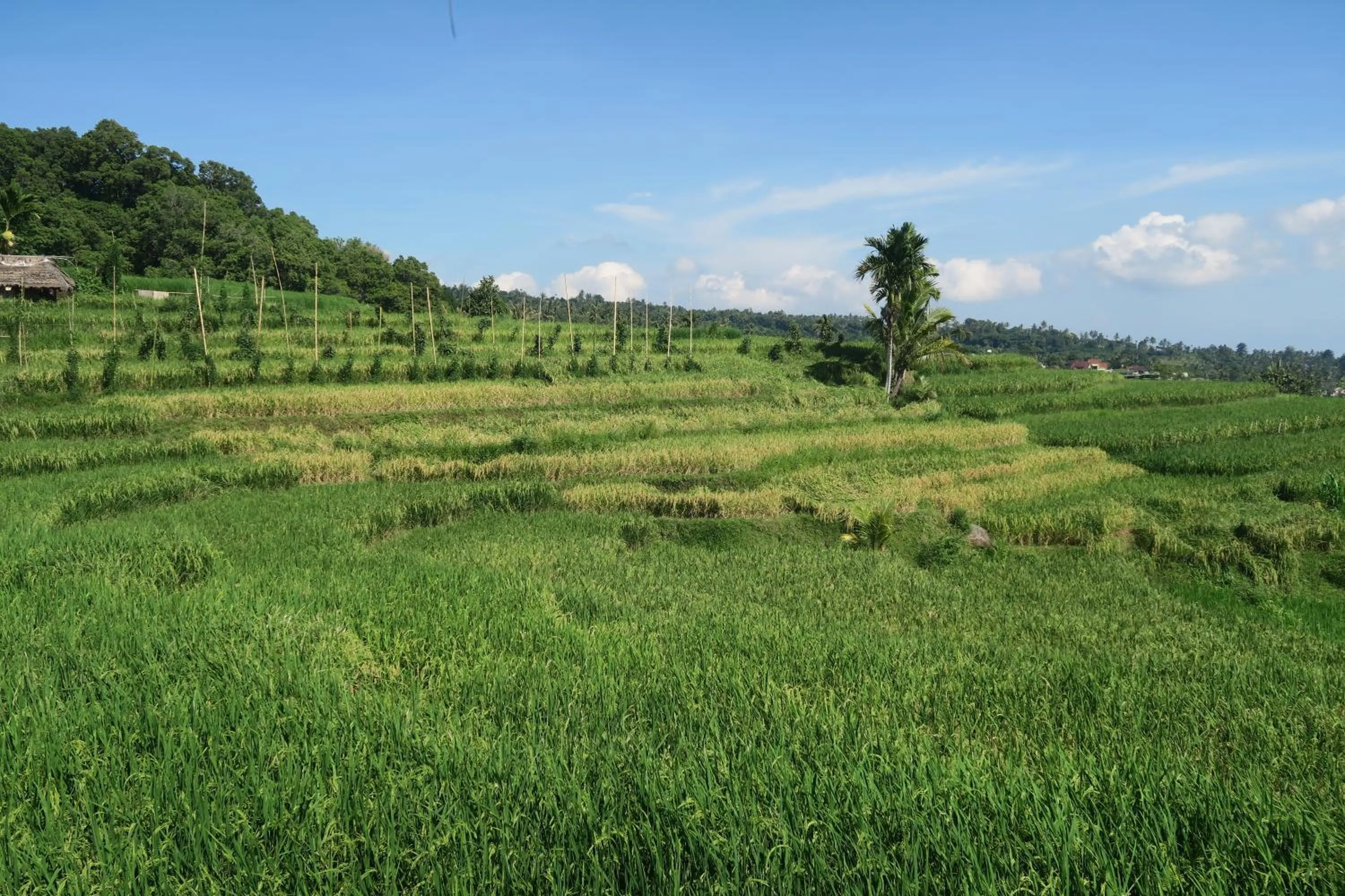 Spring in Budaya Kaki Rinjani