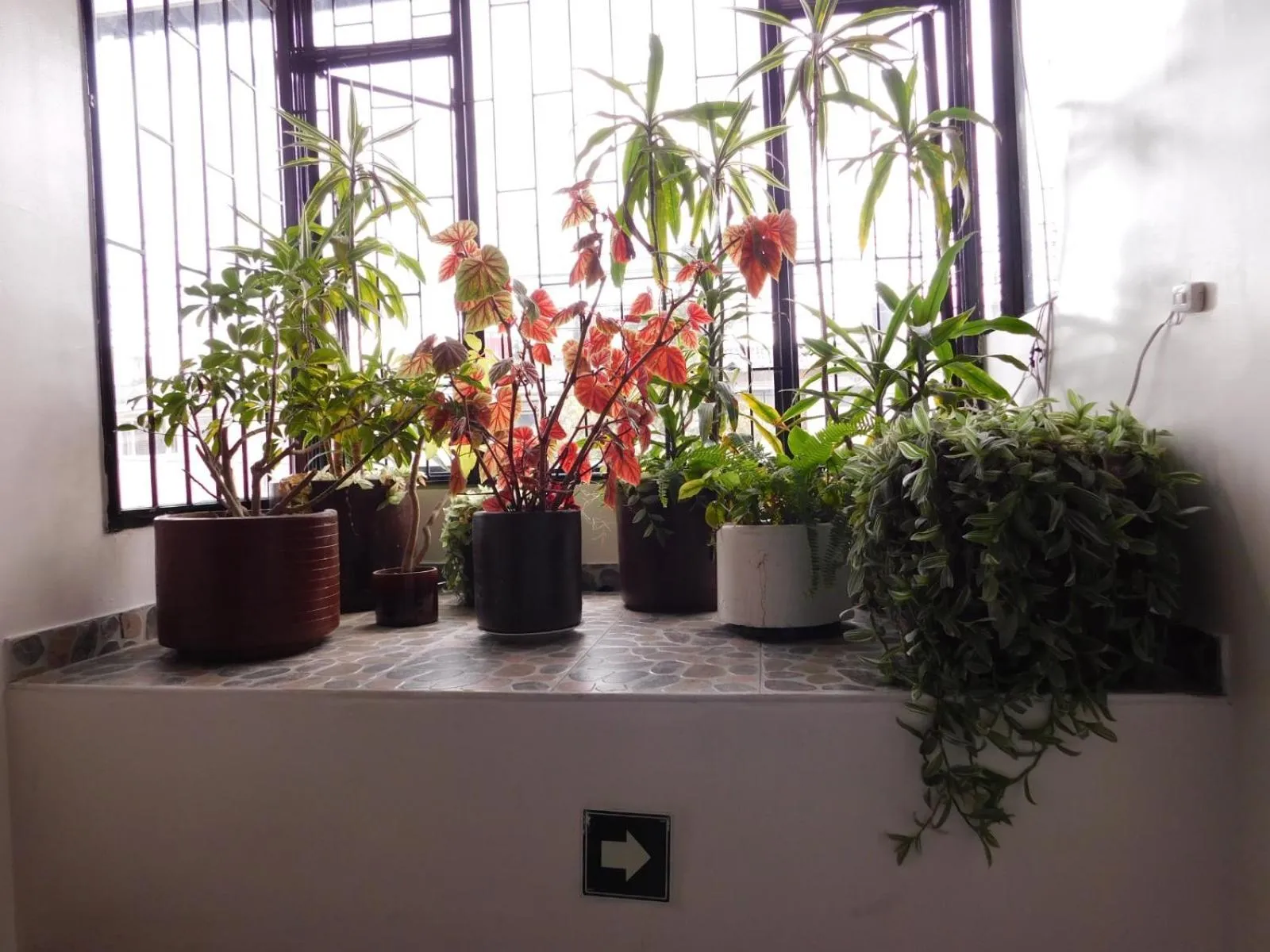 Garden in Hotel Casa Navi