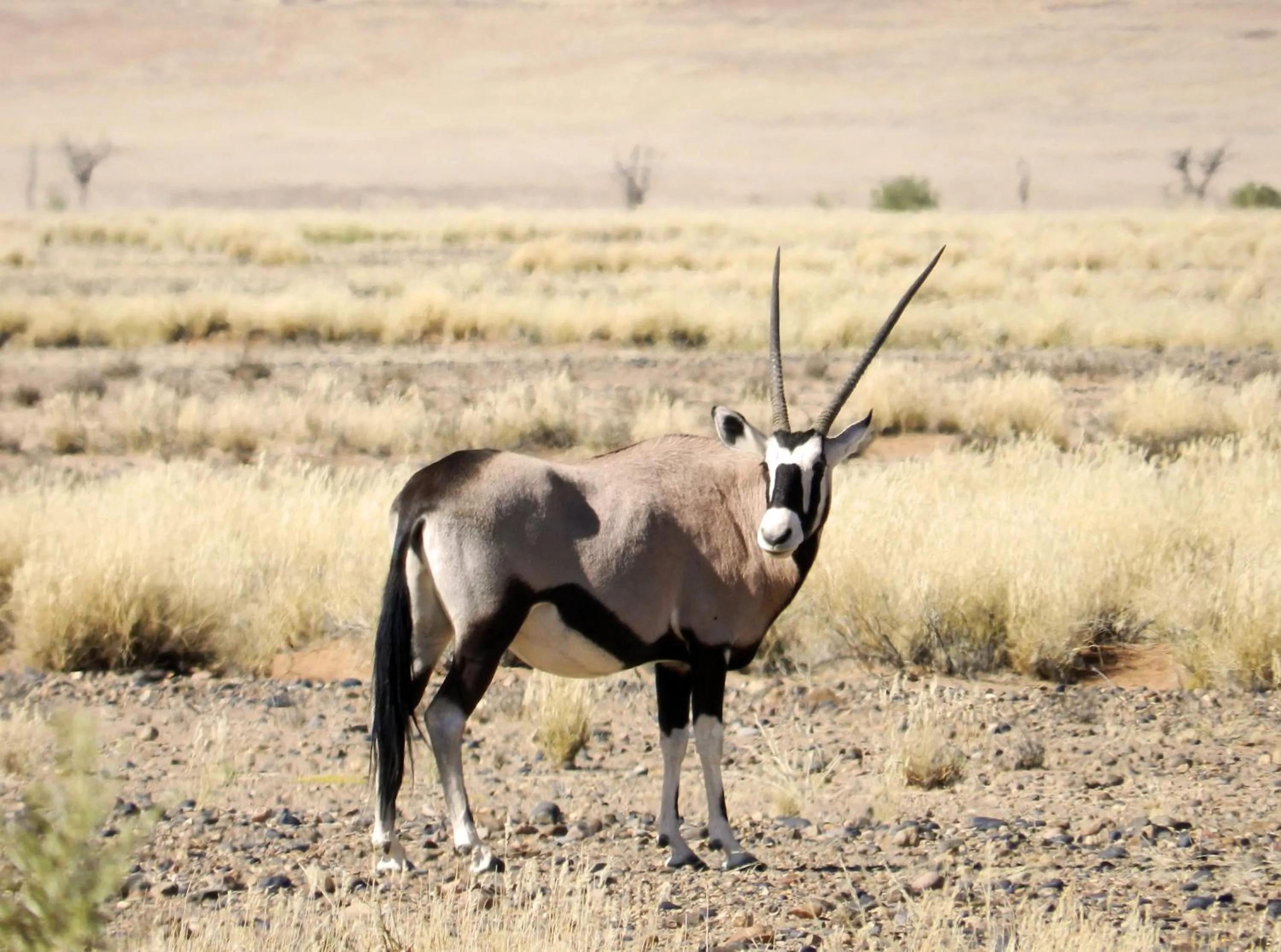 Other in Sossusvlei Lodge