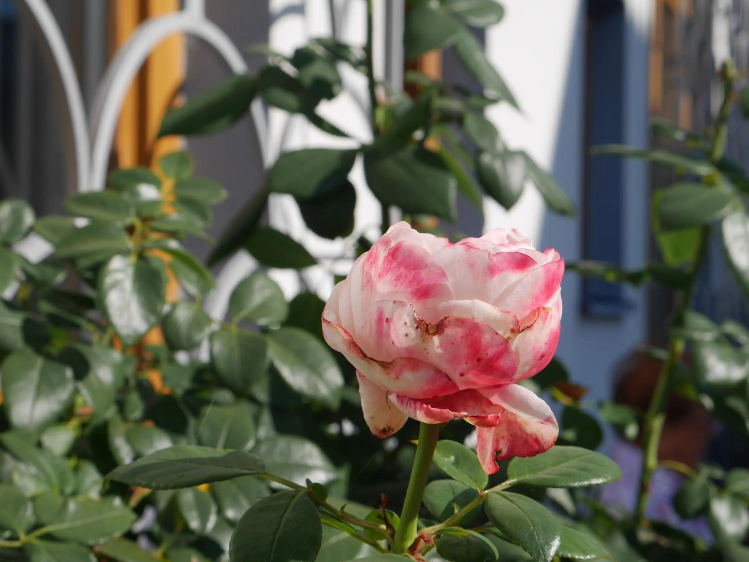 Garden in Hotel Garni Höchschmied