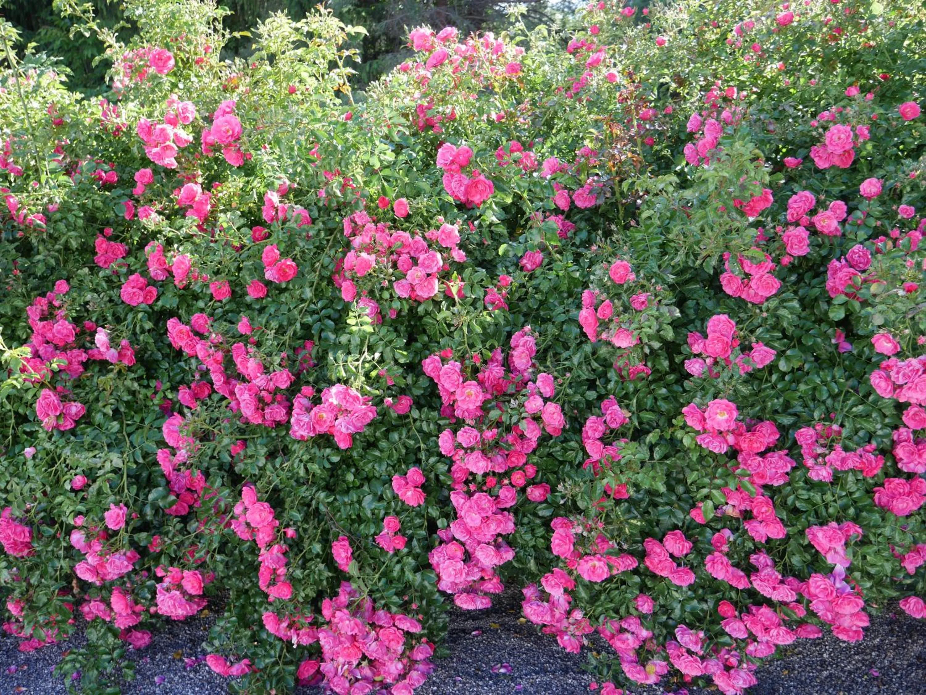 Garden in Hotel Garni Höchschmied