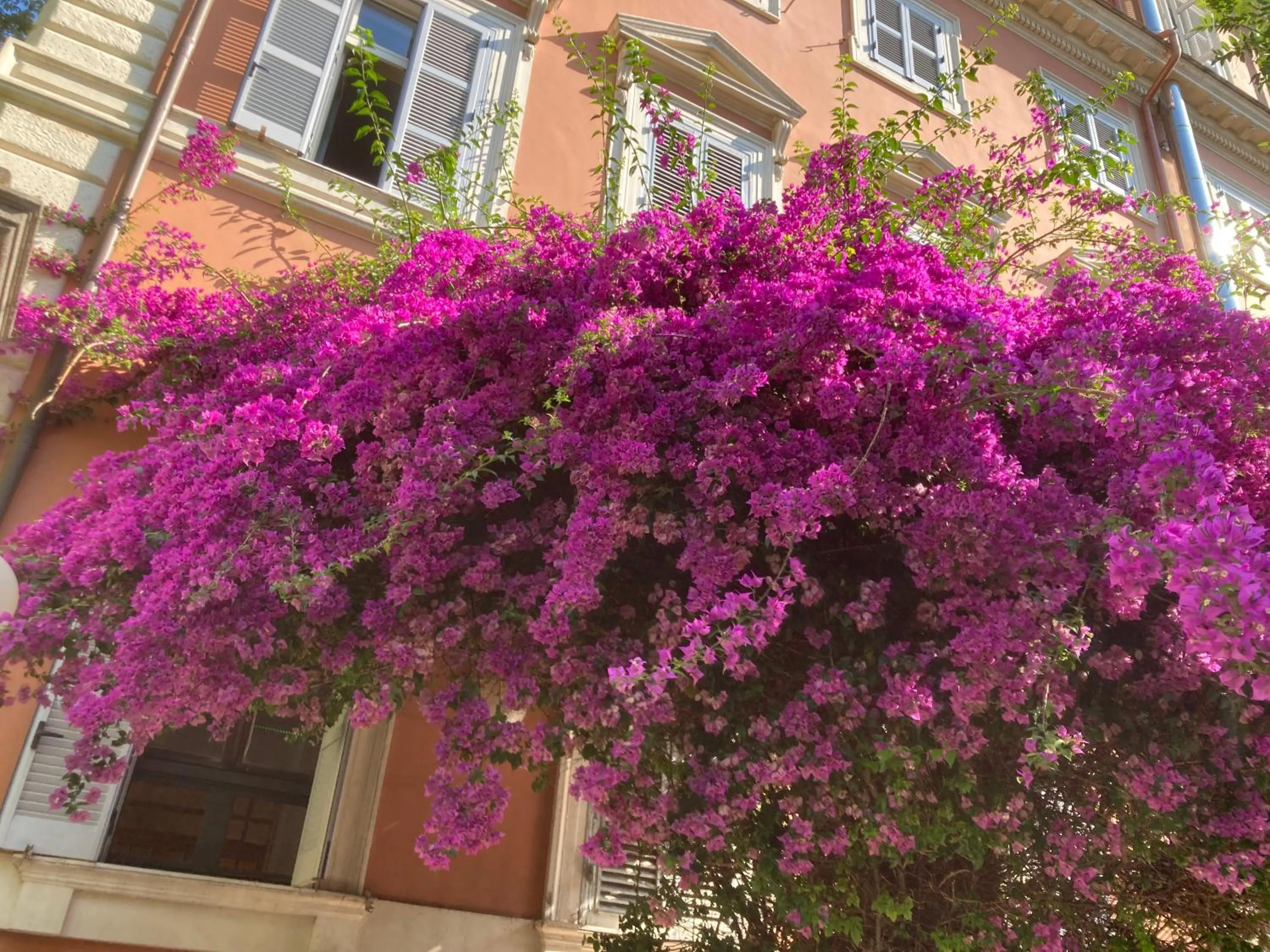 Garden view in Hotel Casa Valdese Roma