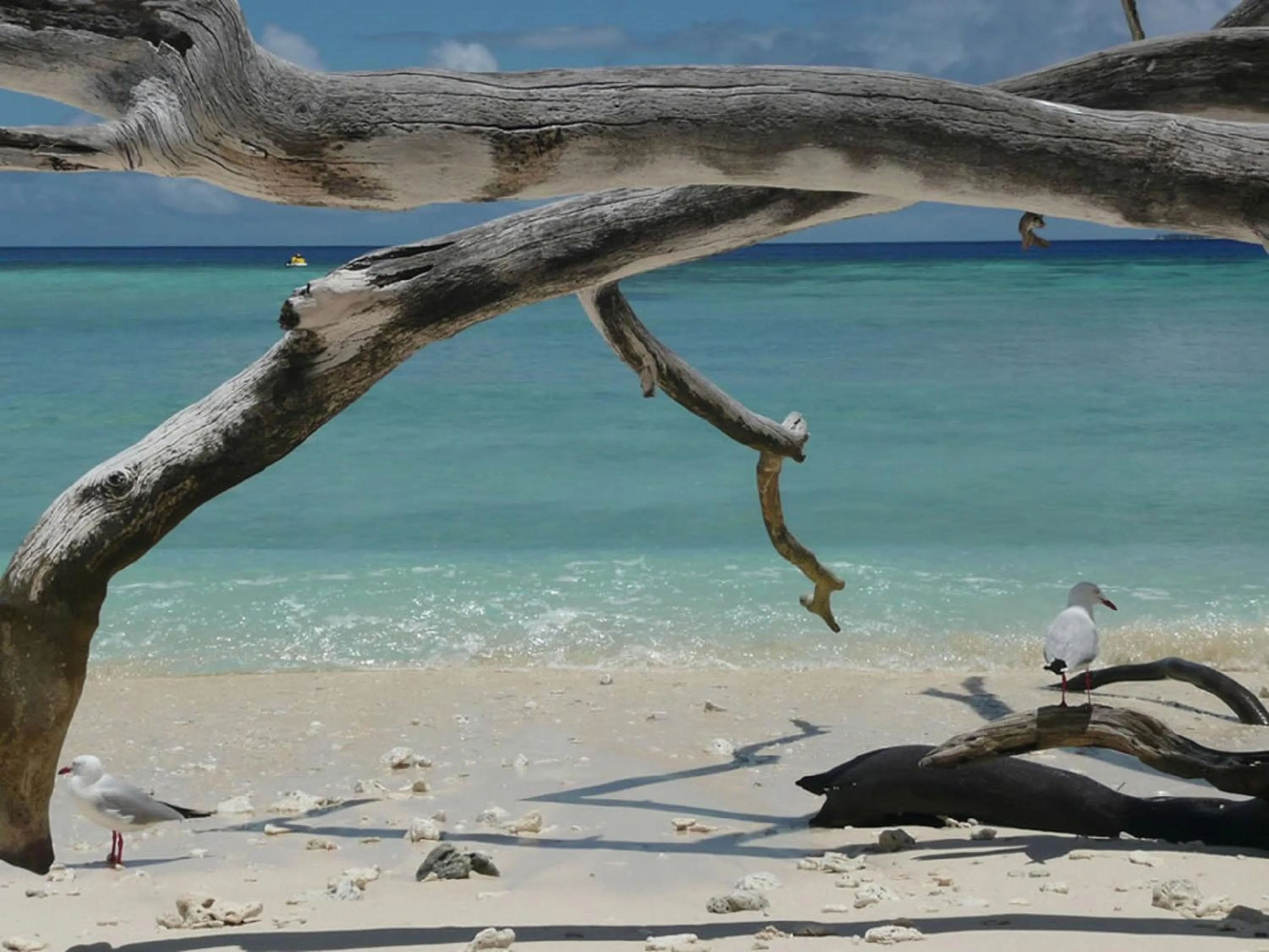 Beach in Luxury Apartments at Temple Resort and Spa Port Douglas