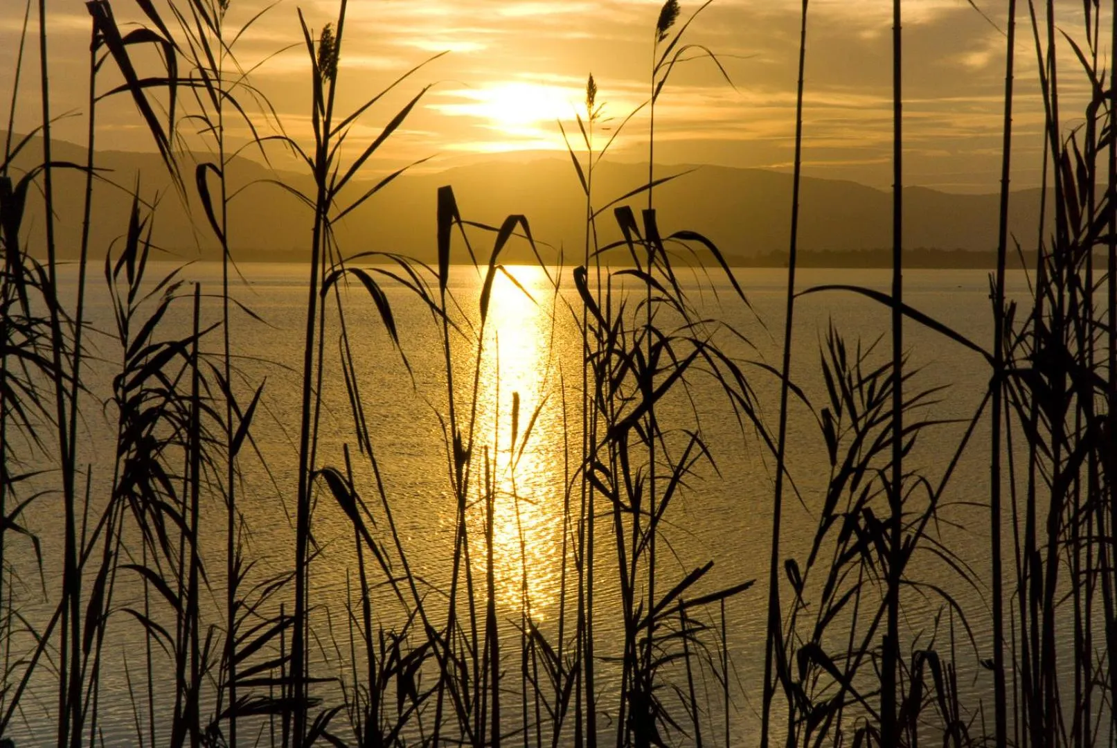 On site in B&B La Pineta