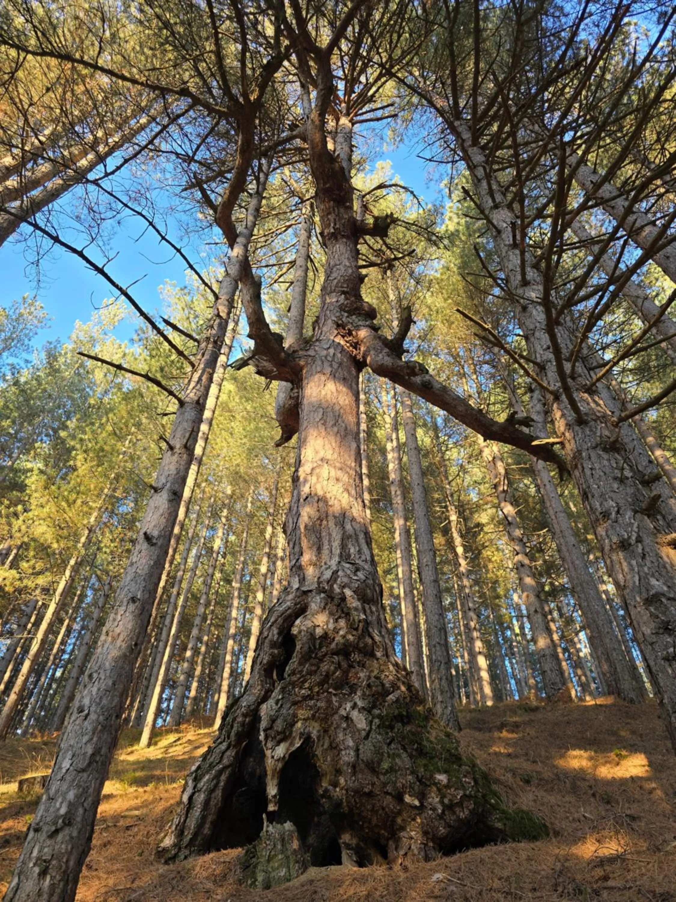 Natural landscape in Hotel del Lago Ampollino