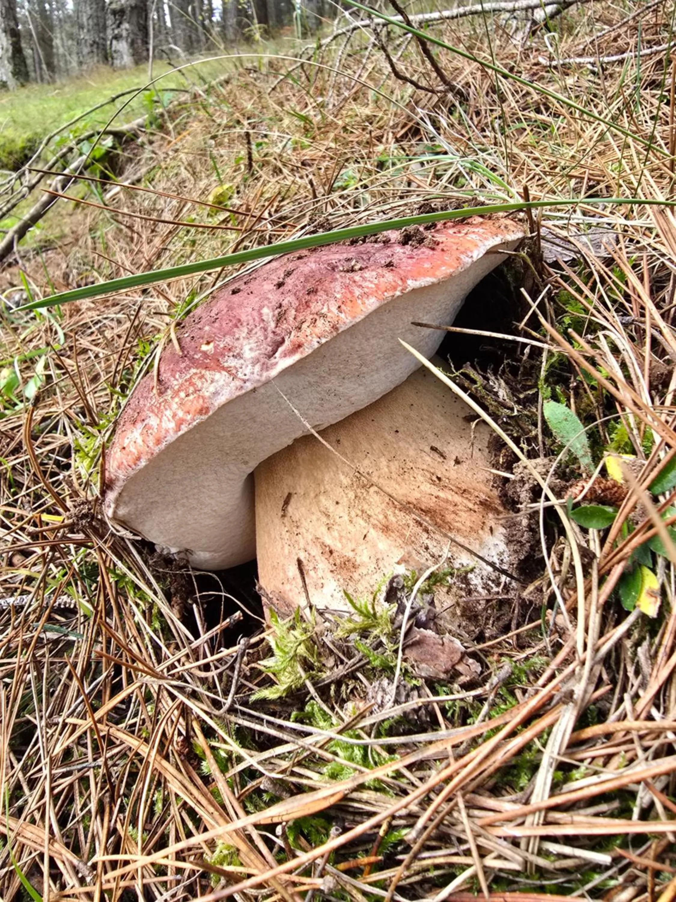 Natural landscape in Hotel del Lago Ampollino