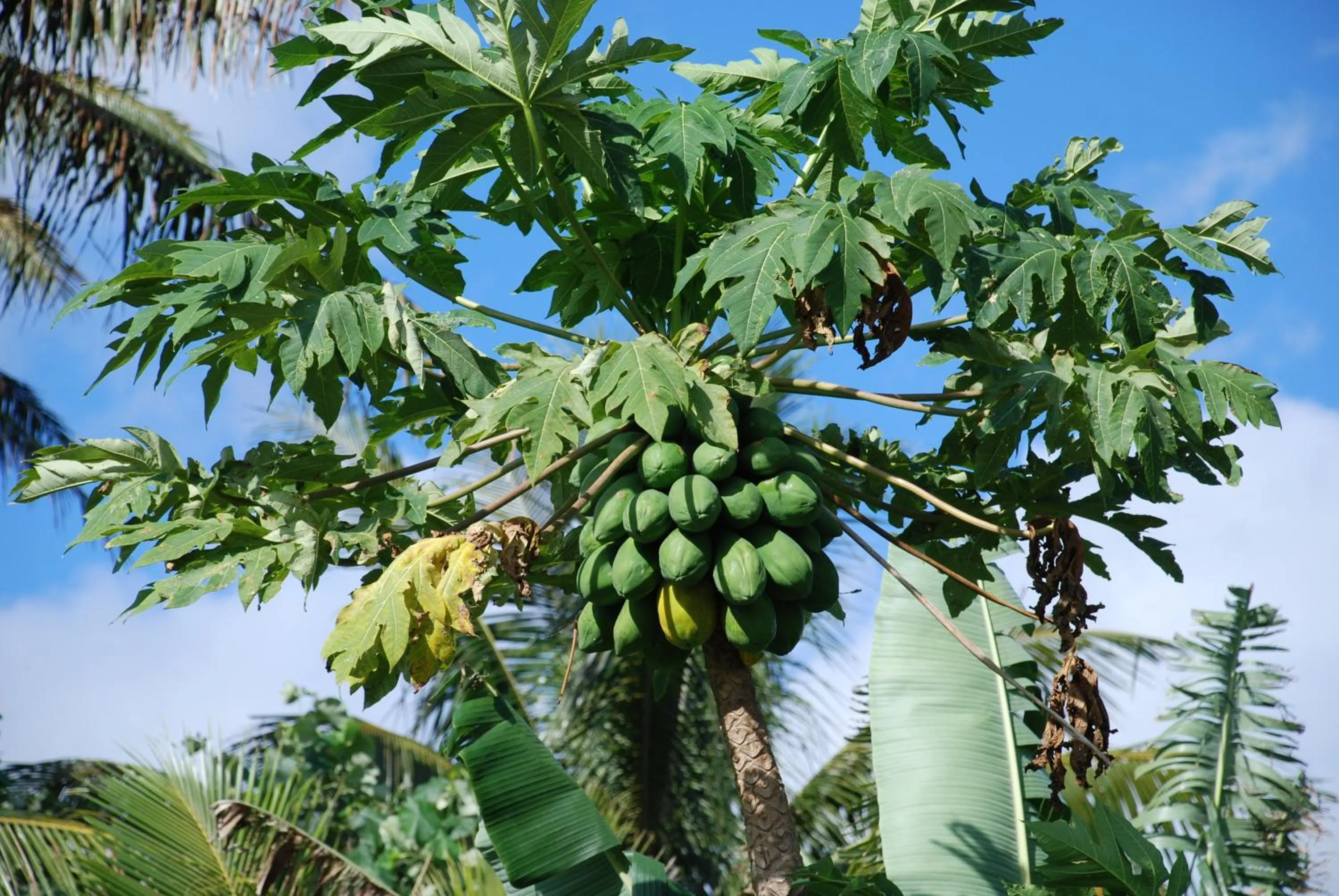 Garden in Palm Grove
