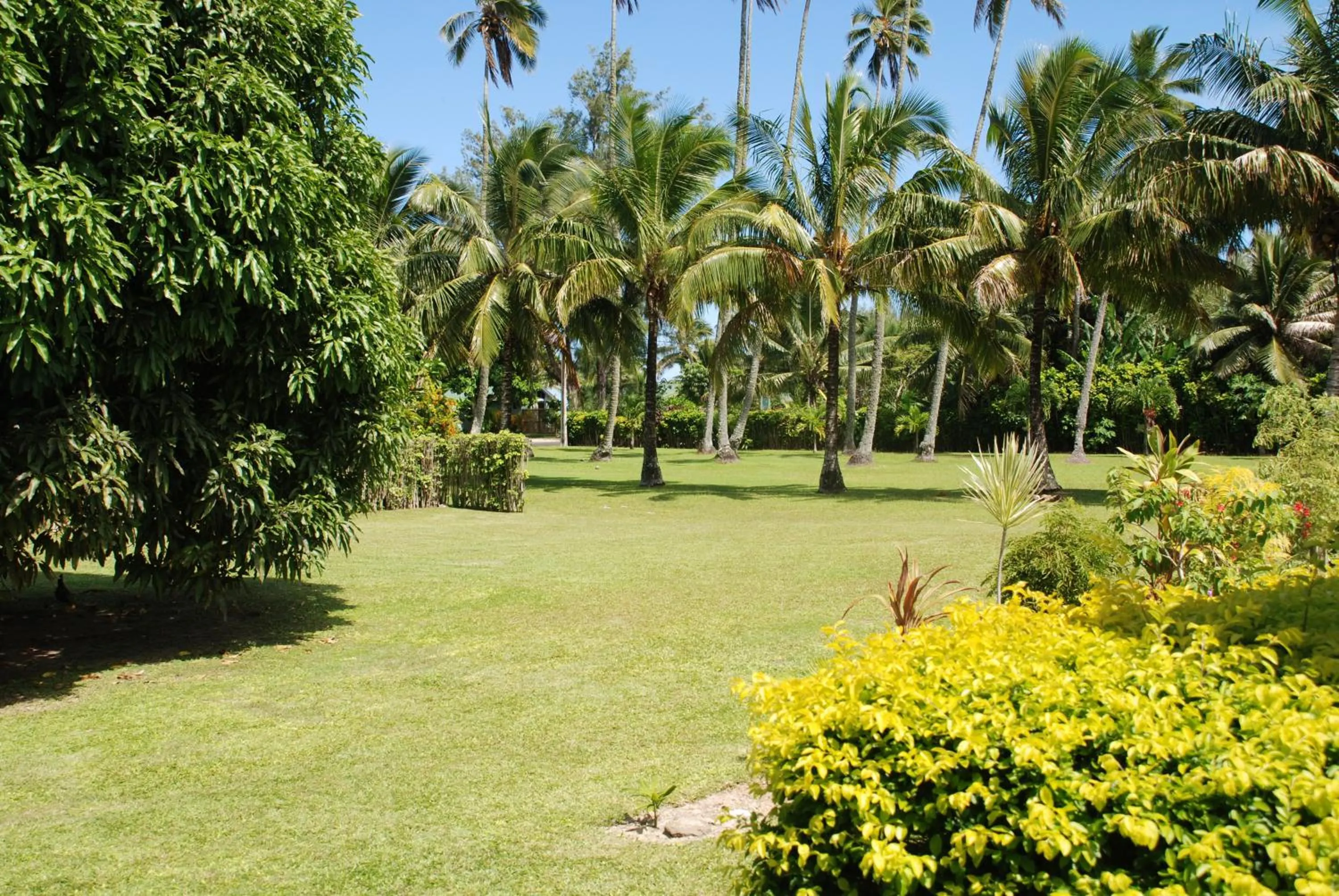 Garden in Palm Grove
