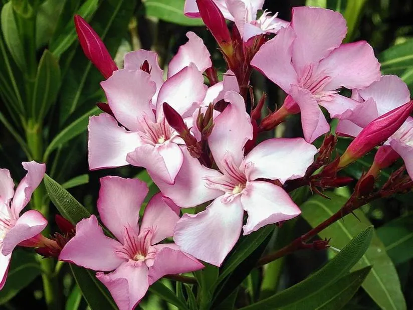 Oleander Hof