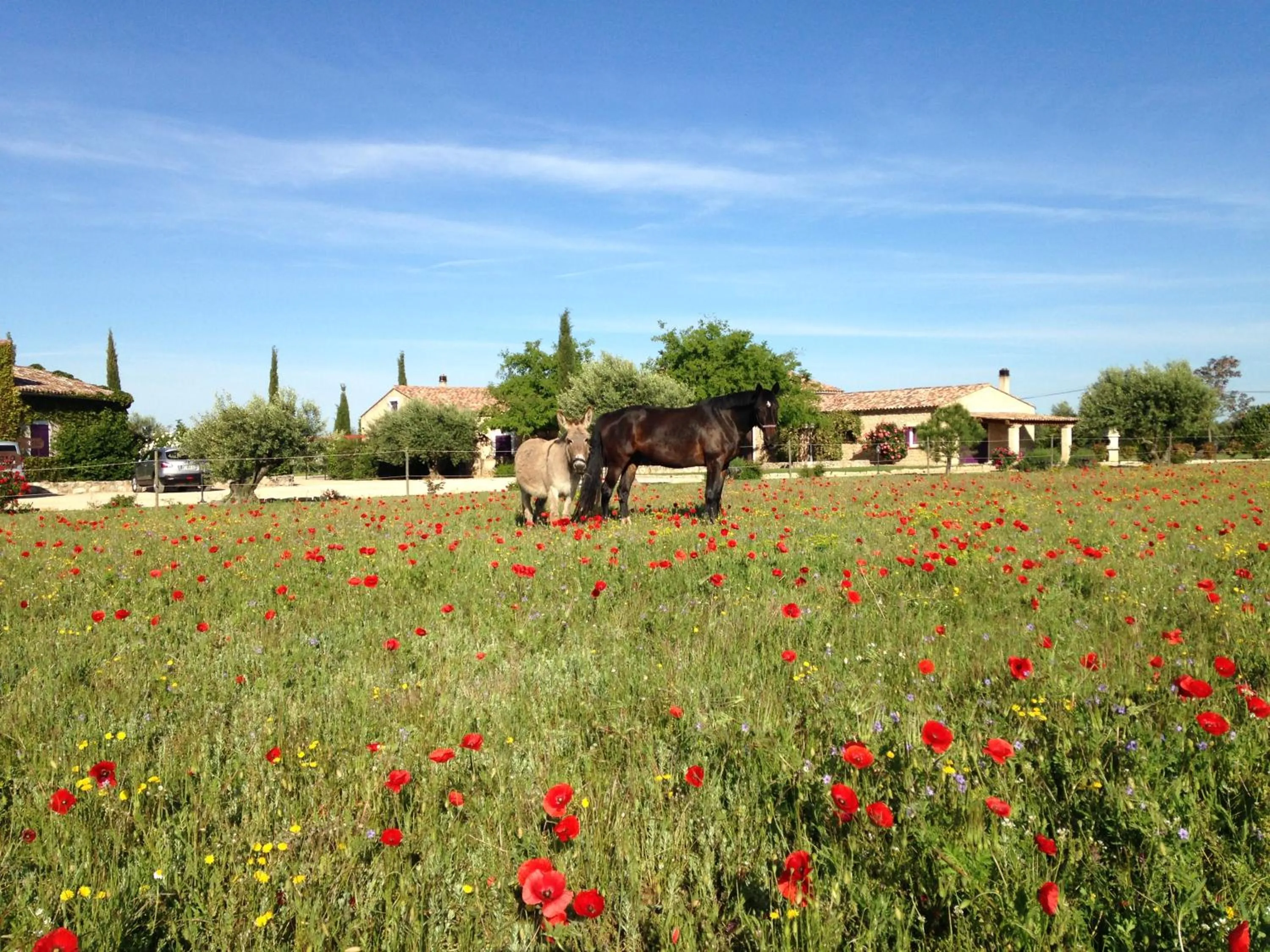 Animals in Ferme Para Lou