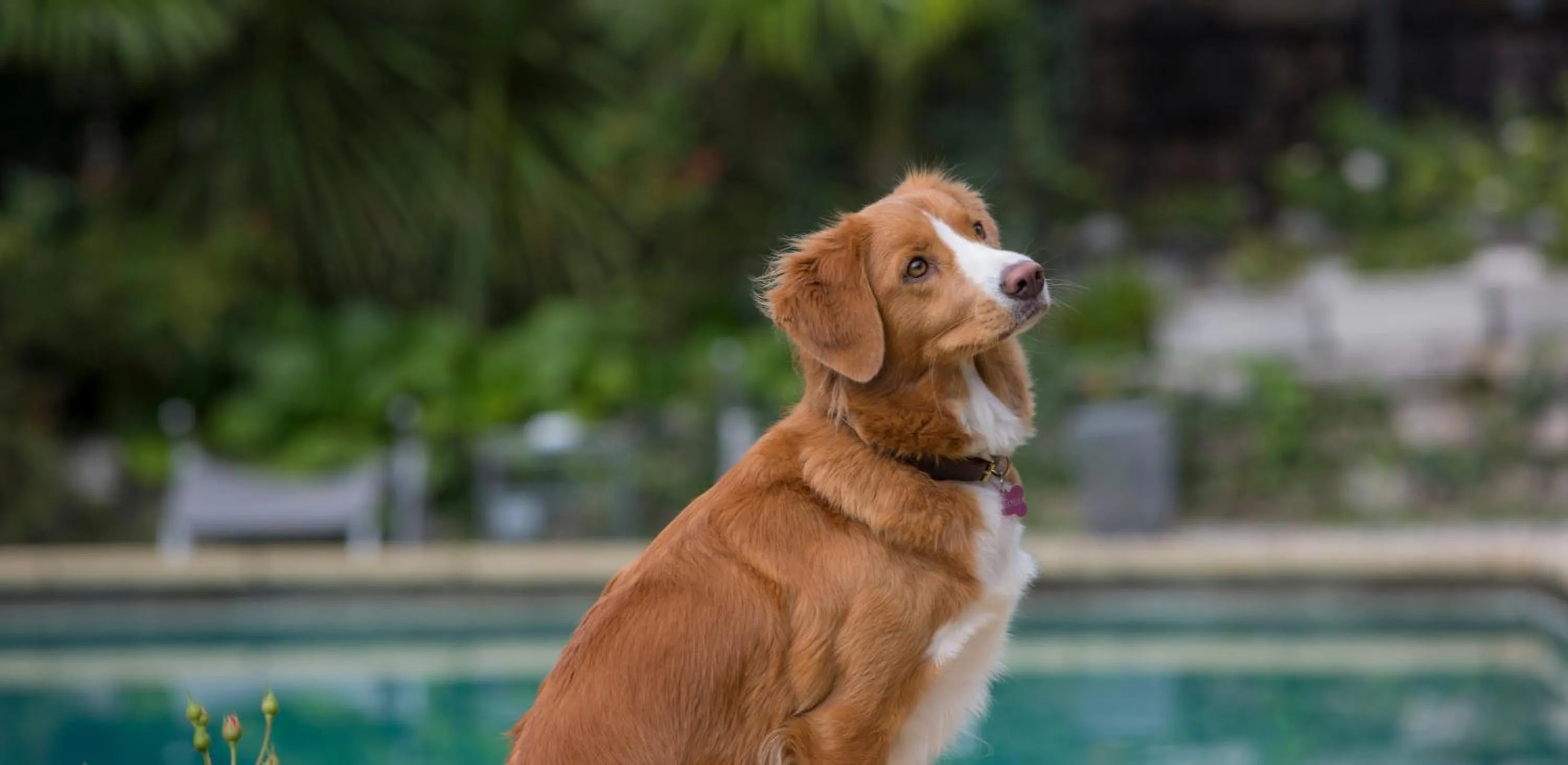 Pets in Albergo Garnì Villa Moretti