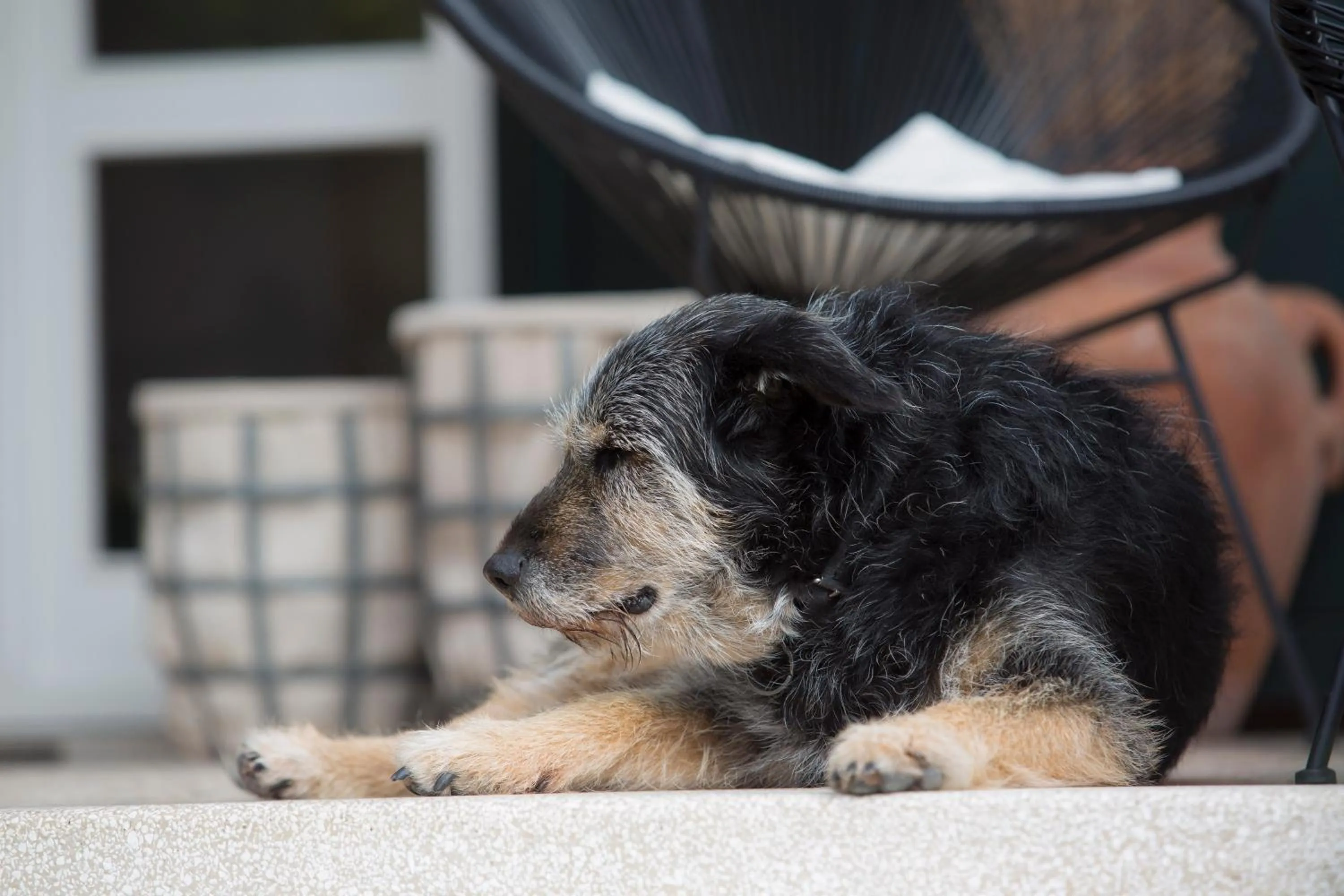 Pets in Albergo Garnì Villa Moretti