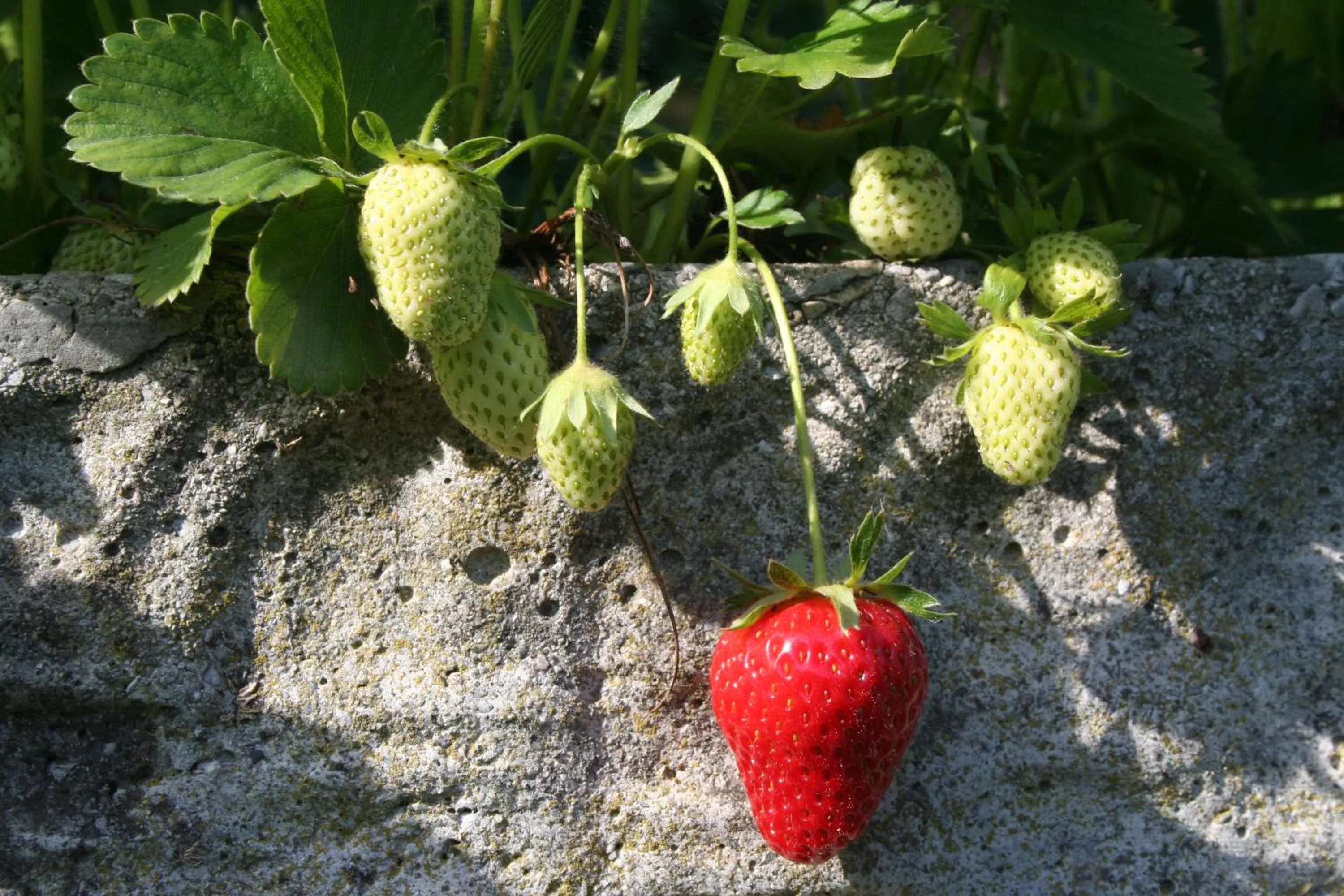  in Albergo Garnì Villa Moretti