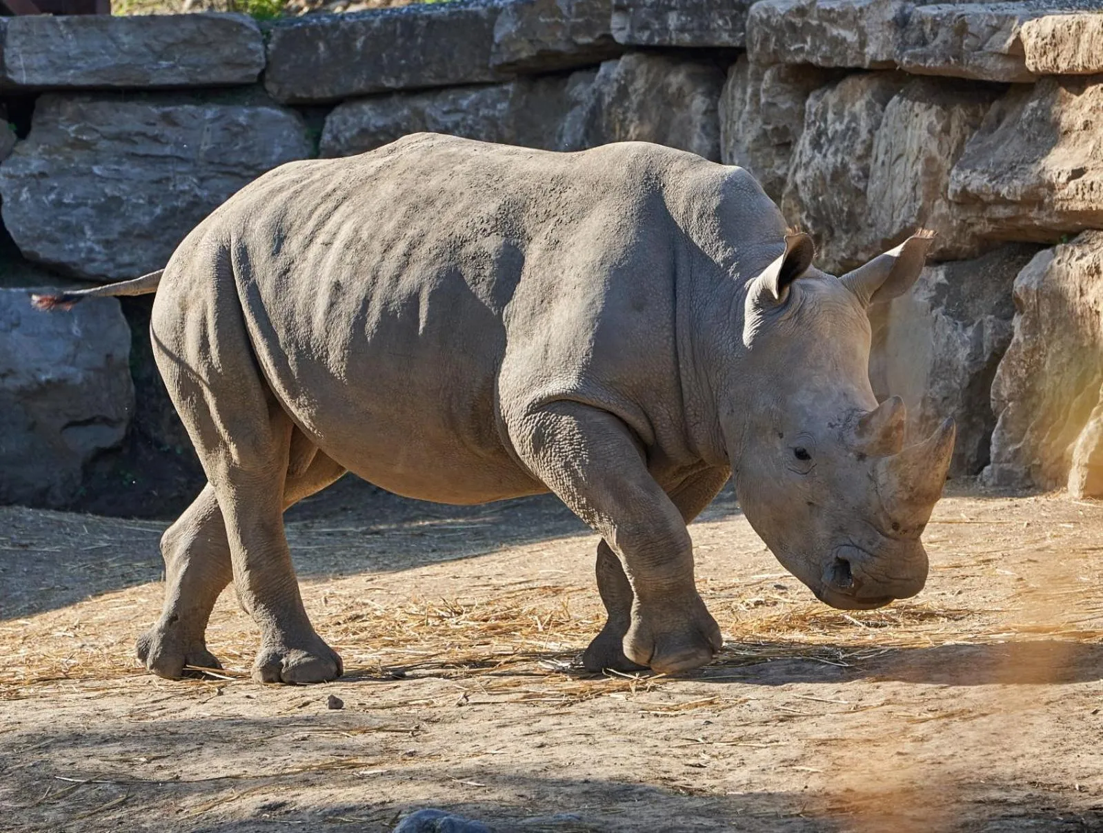 Animals in Hotel Selwo Lodge - Animal Park Tickets Included