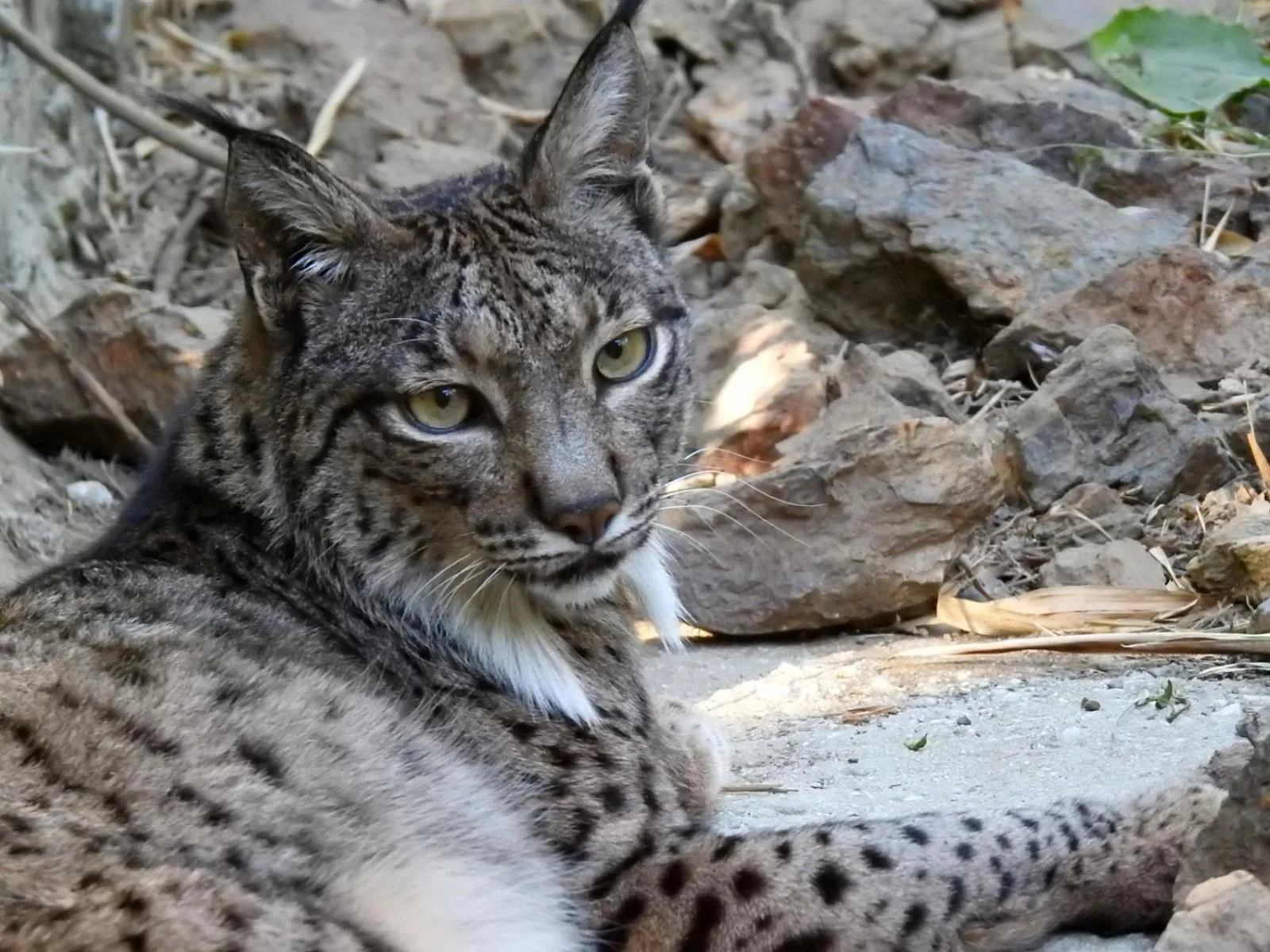 Animals in Hotel Selwo Lodge - Animal Park Tickets Included