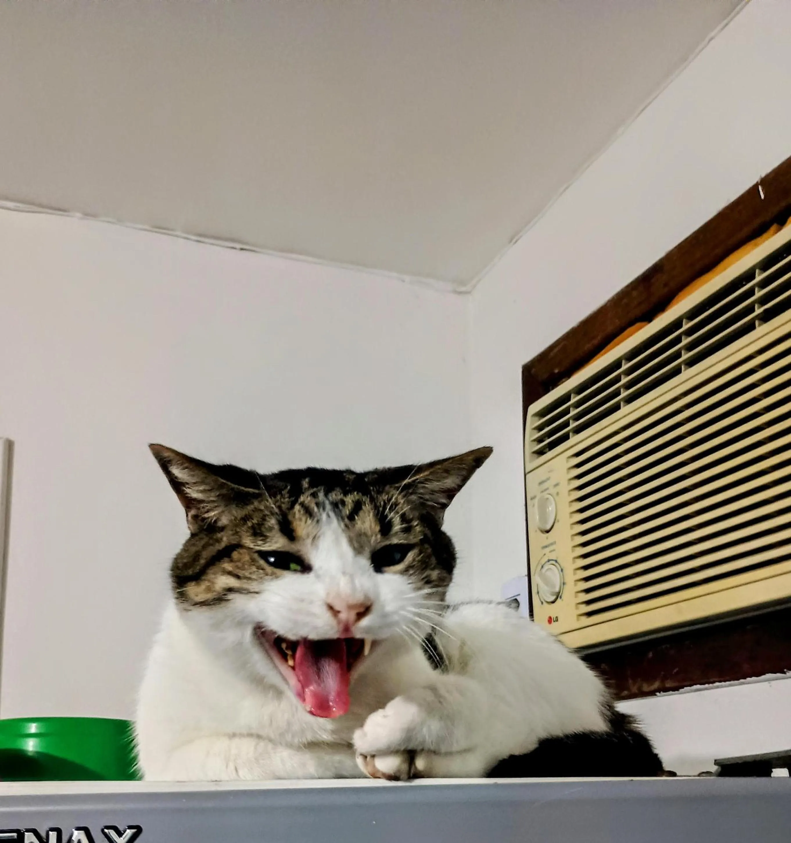 pet friendly in OYO Pousada Recanto Shangrilá, Cabo Frio