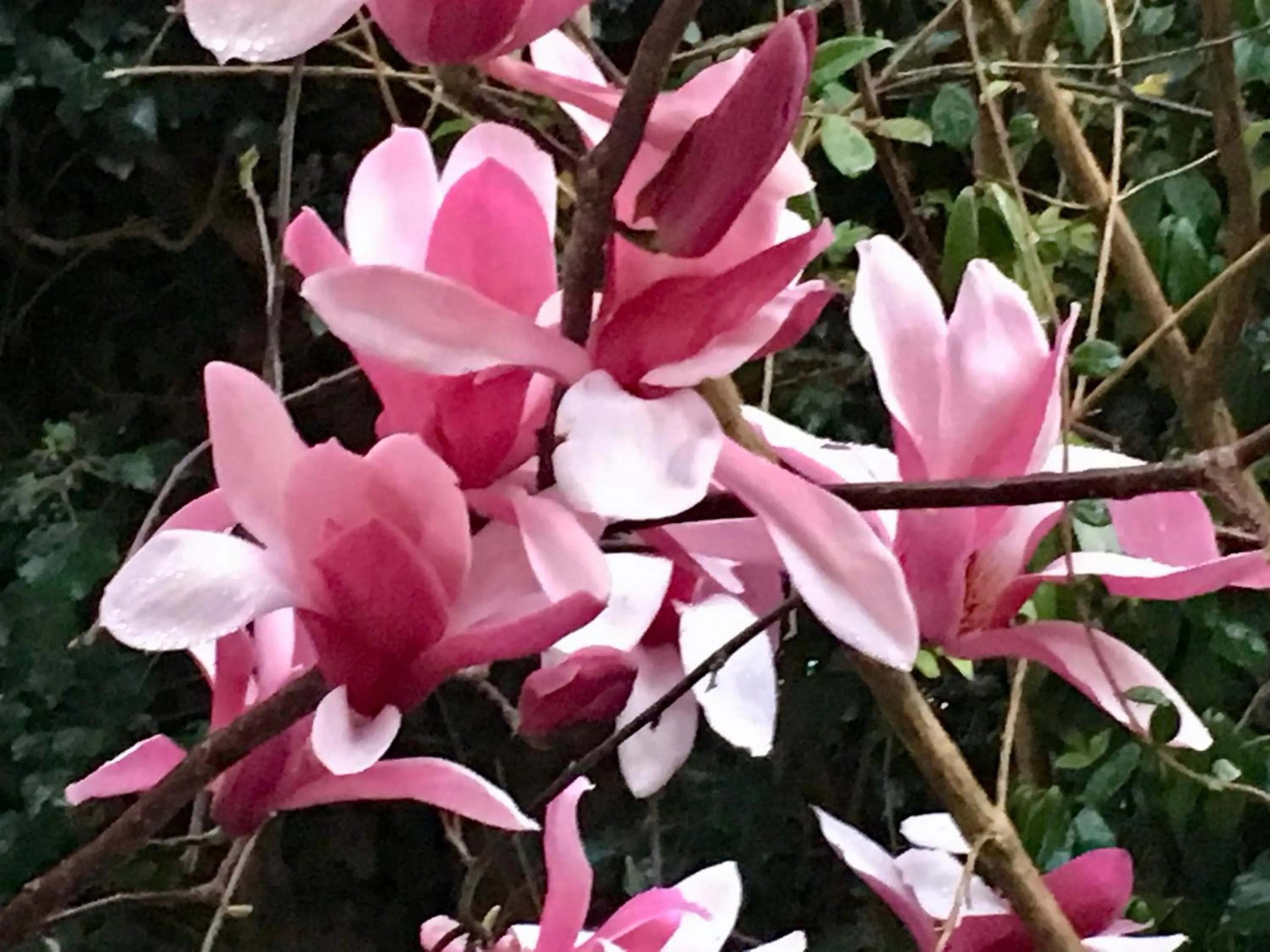 Garden in Les Asphodèles Amélie