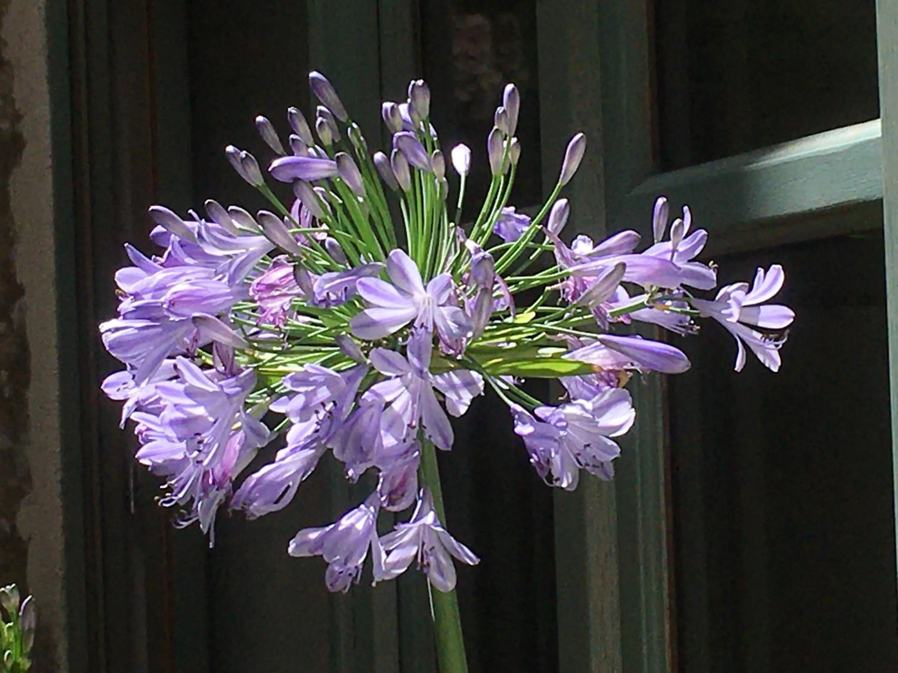 Patio in Les Asphodèles Amélie