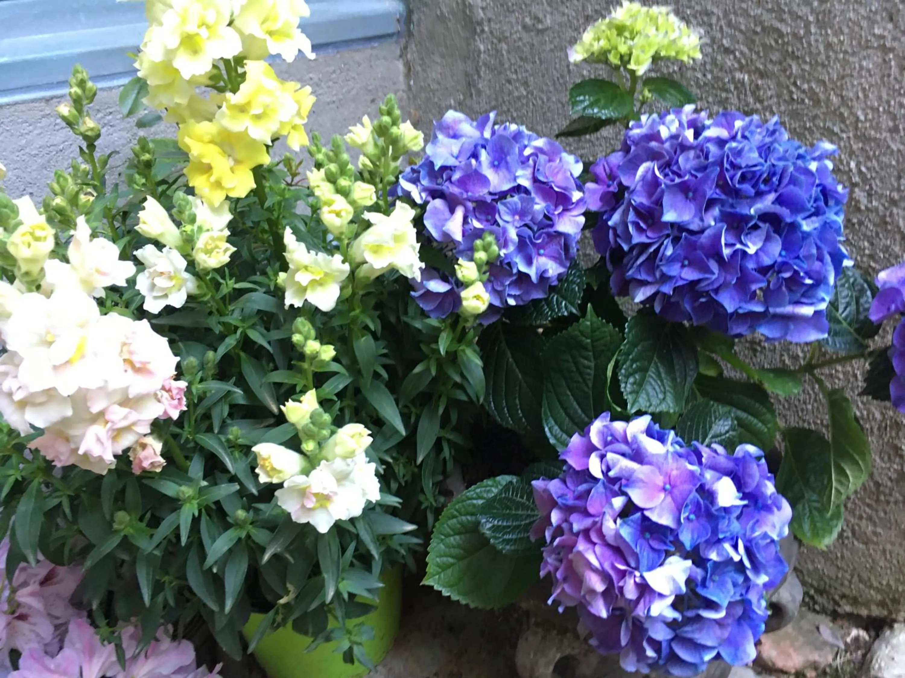 Garden in Les Asphodèles Amélie