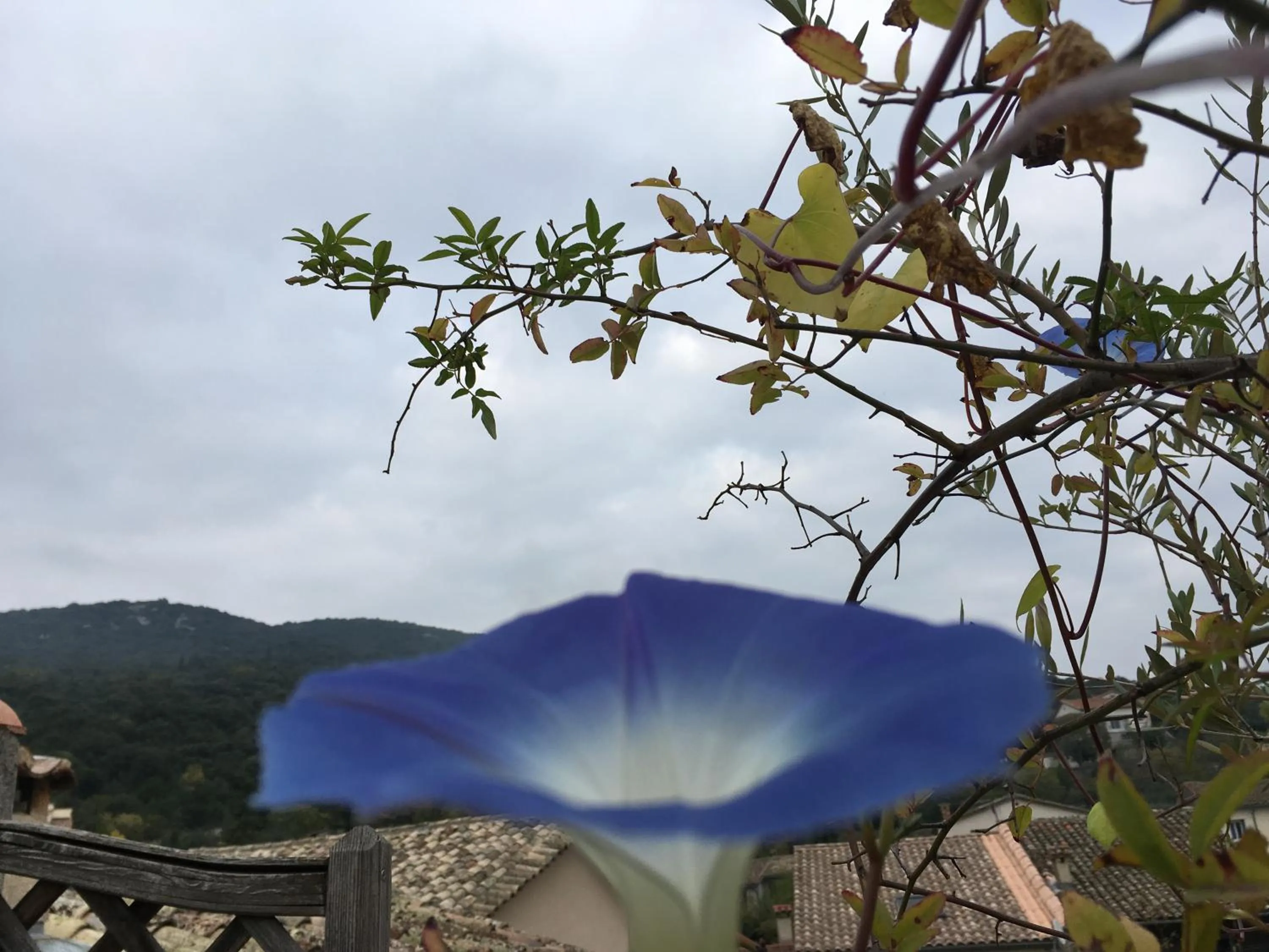 Garden in Les Asphodèles Amélie
