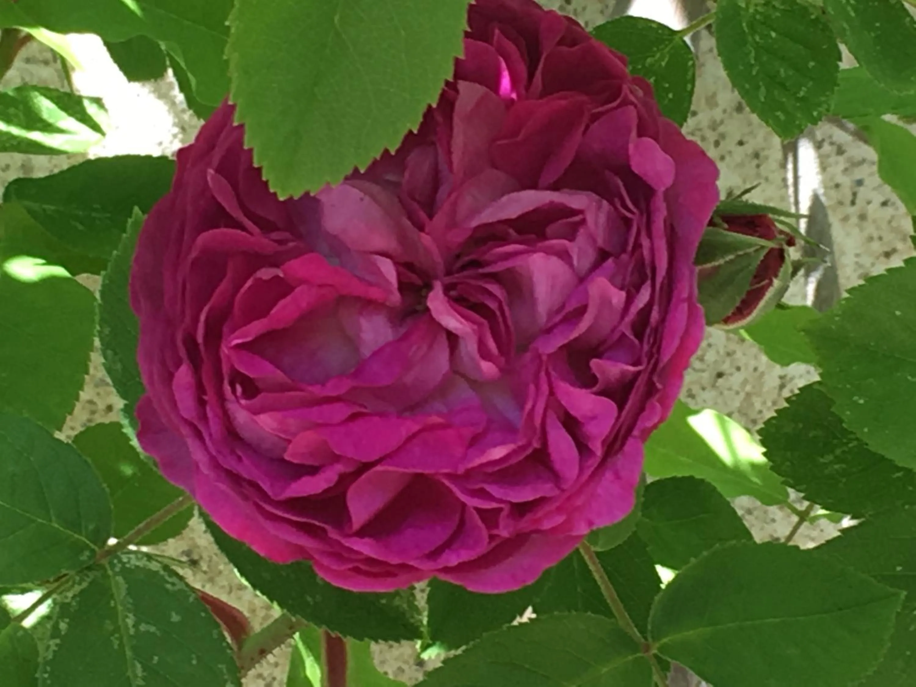 Balcony/Terrace in Les Asphodèles Amélie
