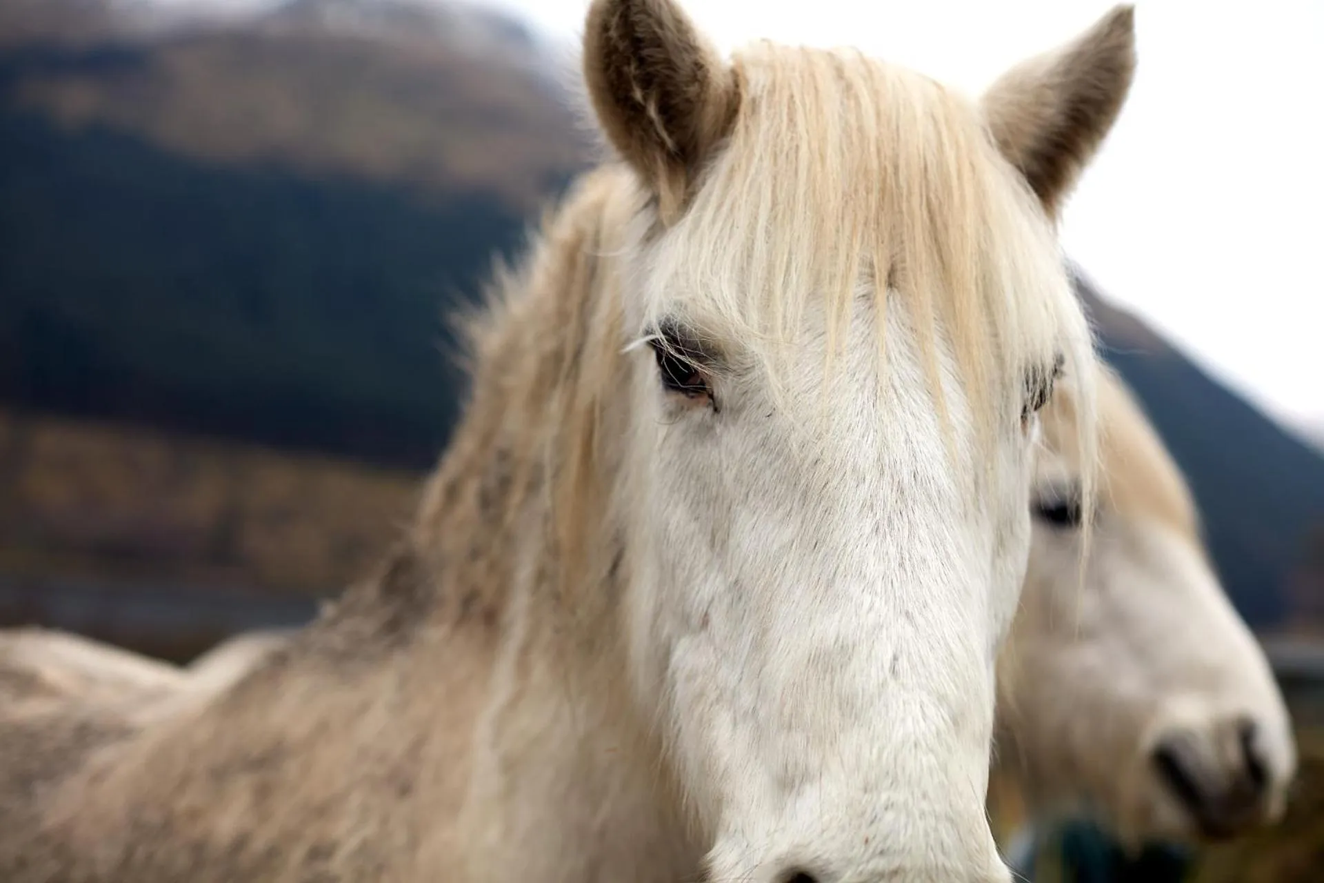 Animals in Monachyle Mhor Hotel