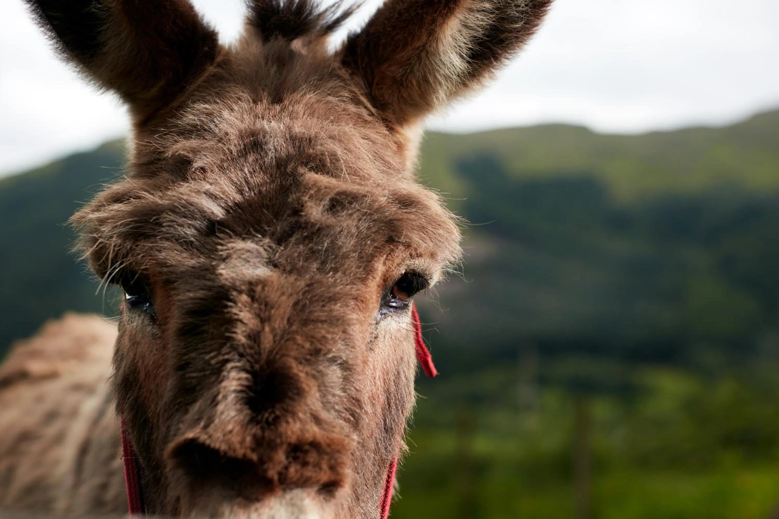 Animals in Monachyle Mhor Hotel