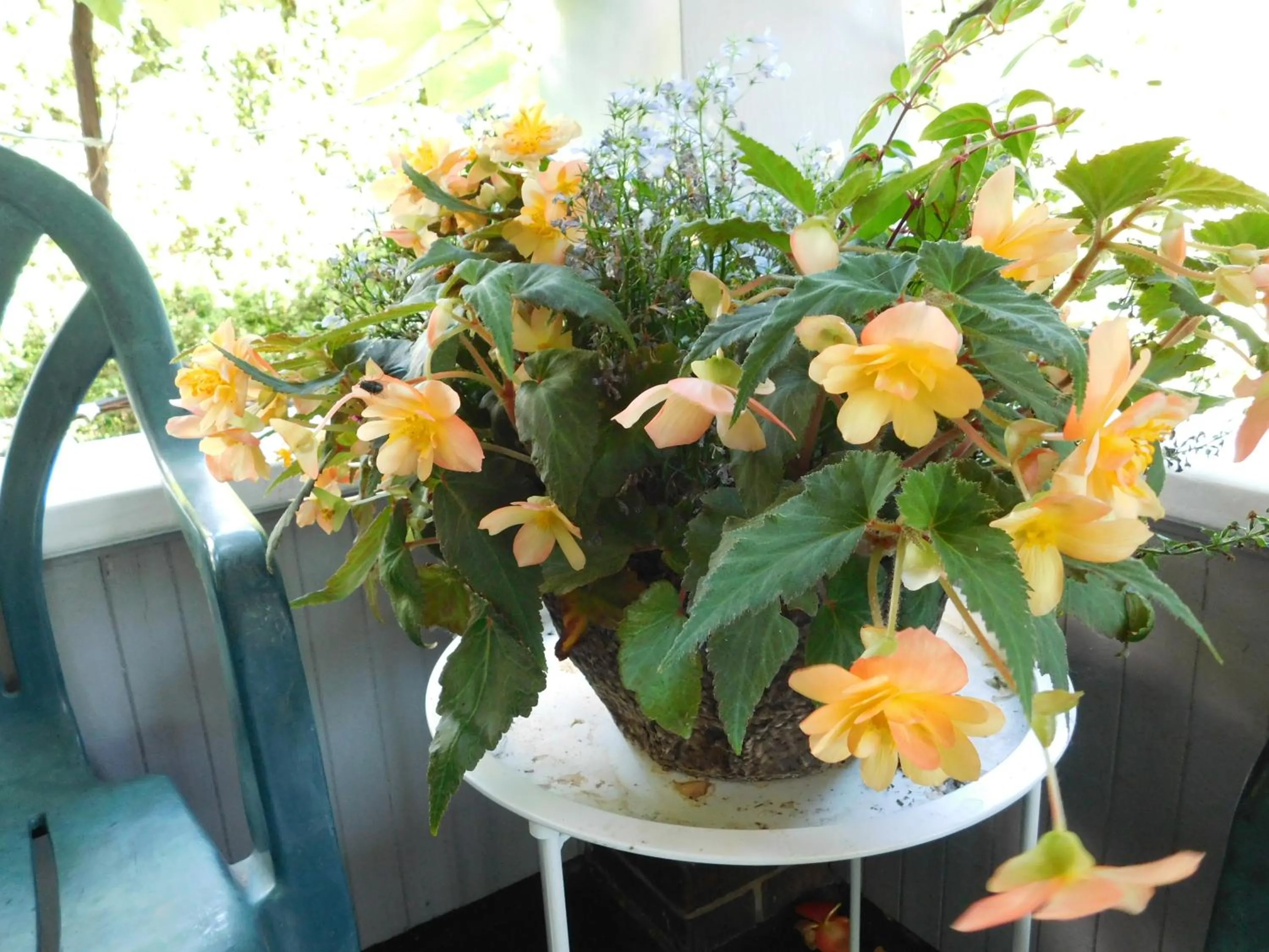 Rainbow Bed & Breakfast