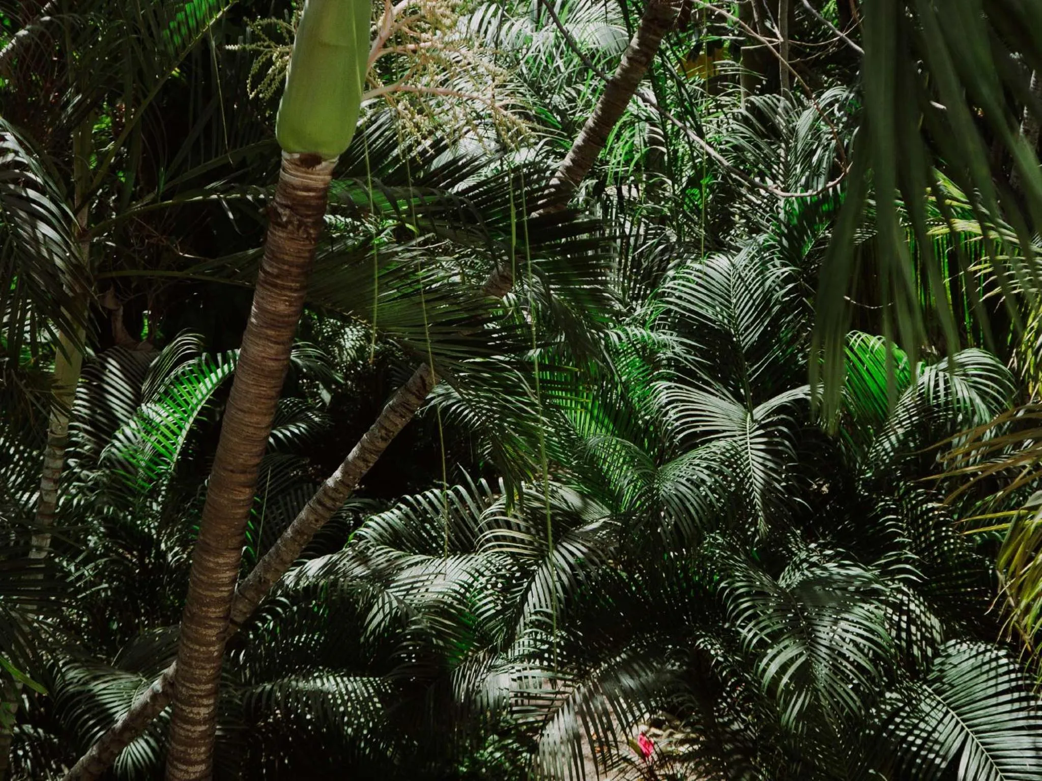 Spring in HS HOTSSON Hotel Tampico