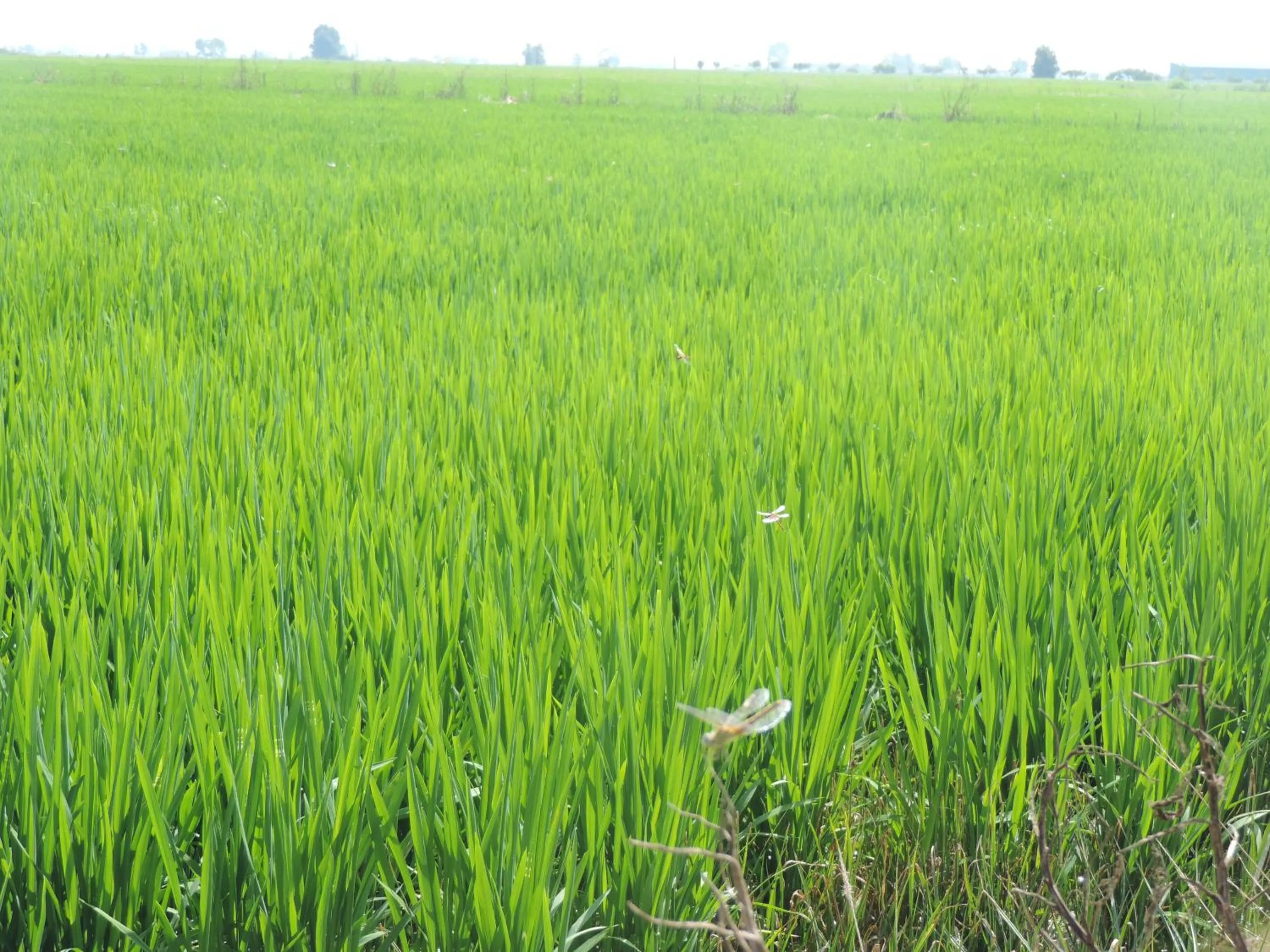 Natural landscape in Hotel Mas Prades