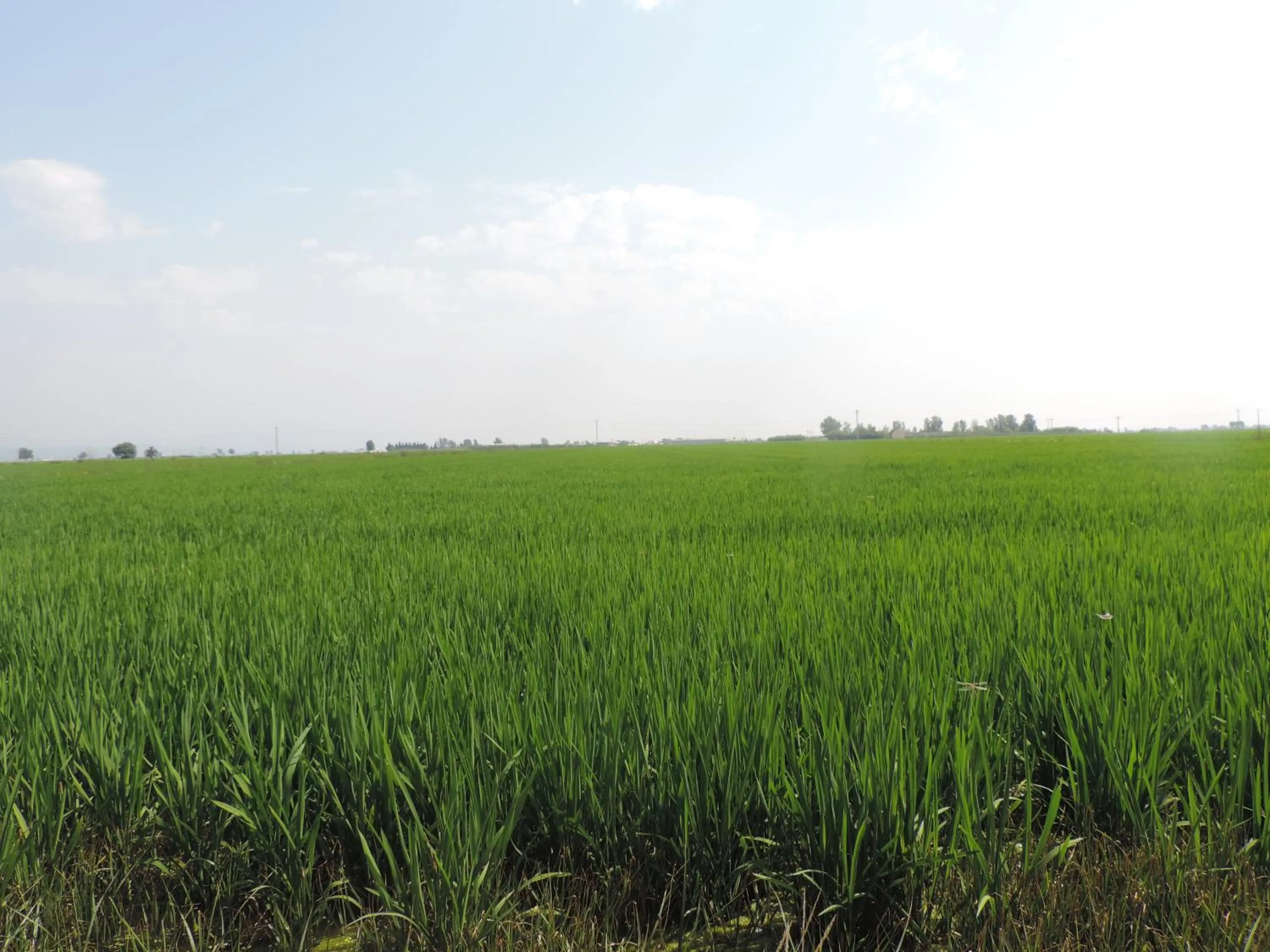 Natural landscape in Hotel Mas Prades