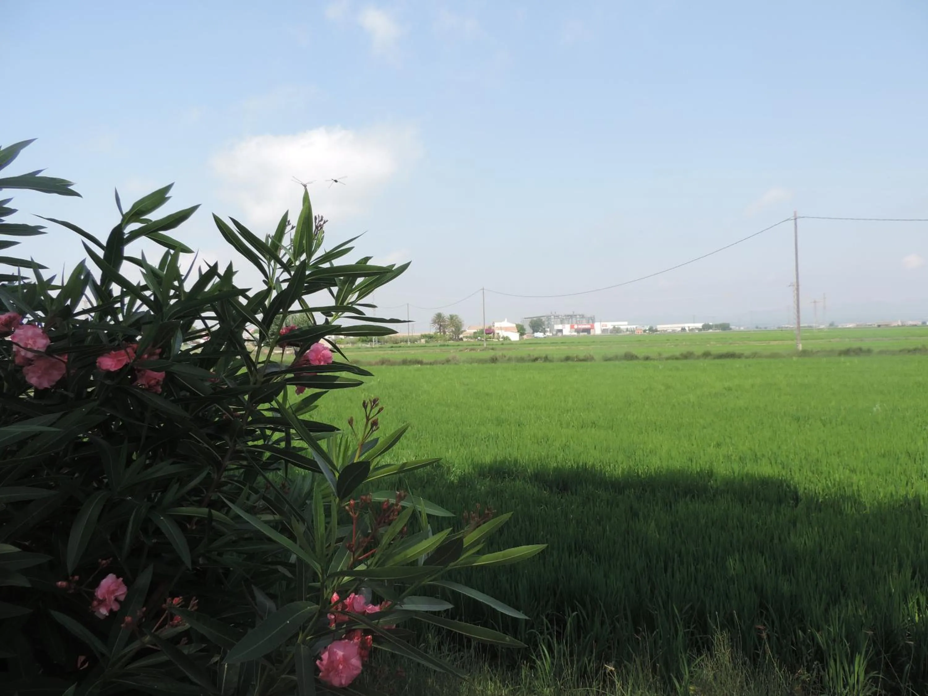 Area and facilities in Hotel Mas Prades