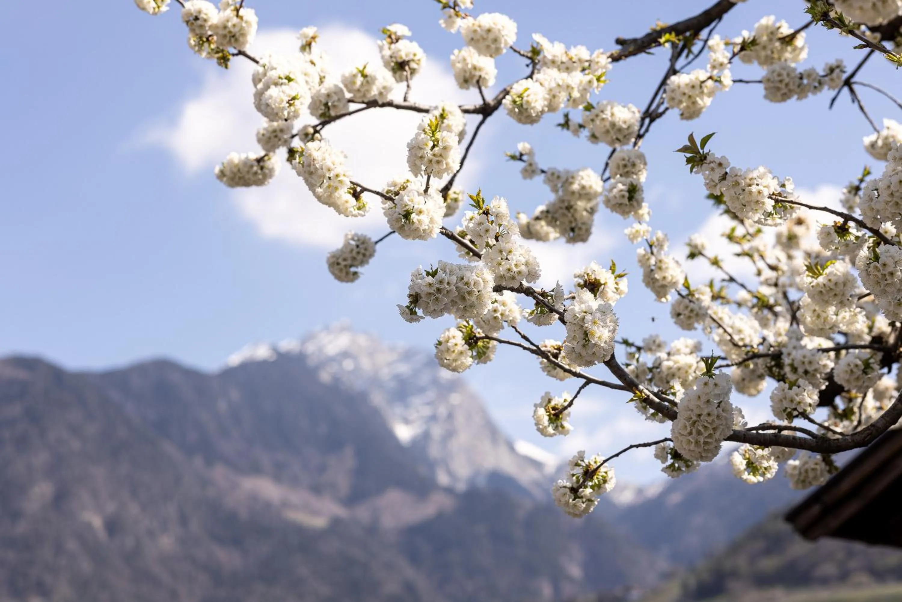 View (from property/room) in Residence Pollingerhof