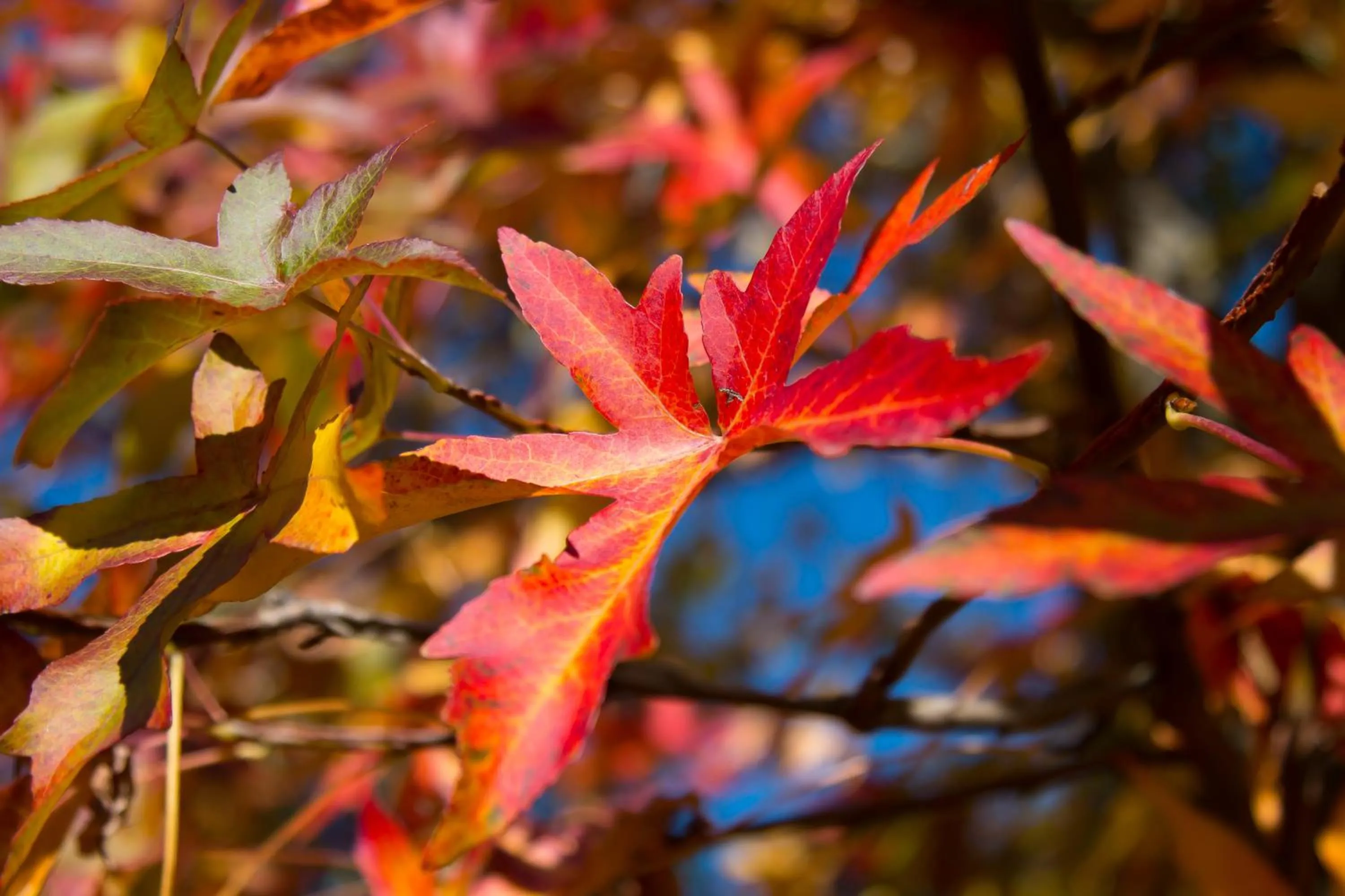 Garden in B&B BrentaGiardino