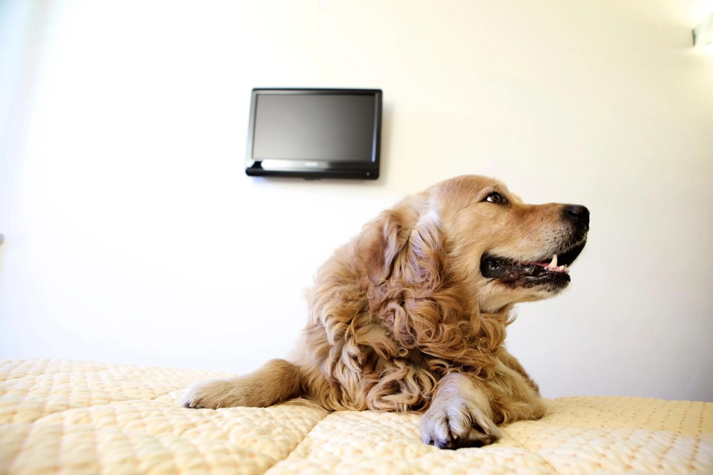 Pets in Hotel Alaska