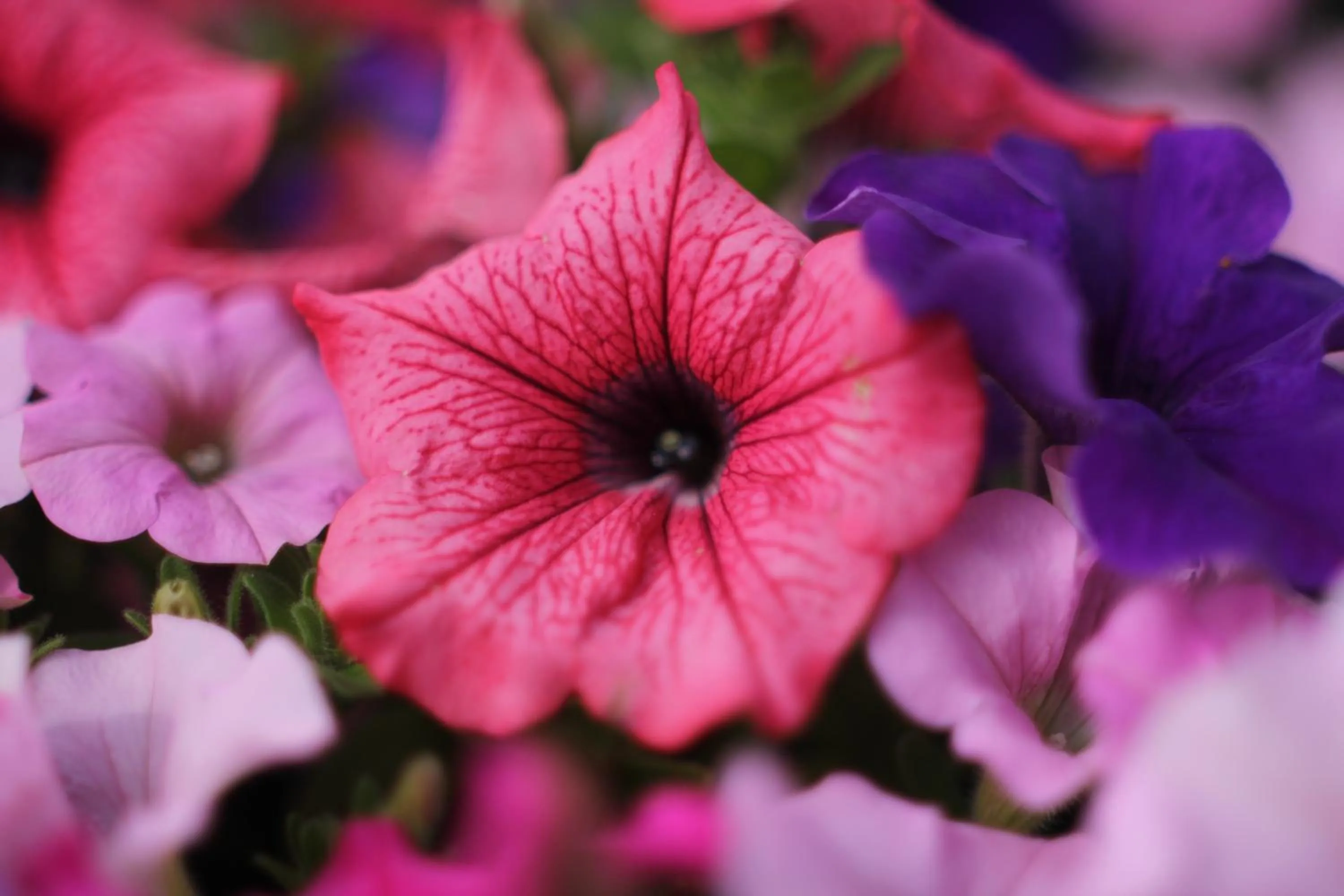 Decorative detail in Punta Falcone Resort