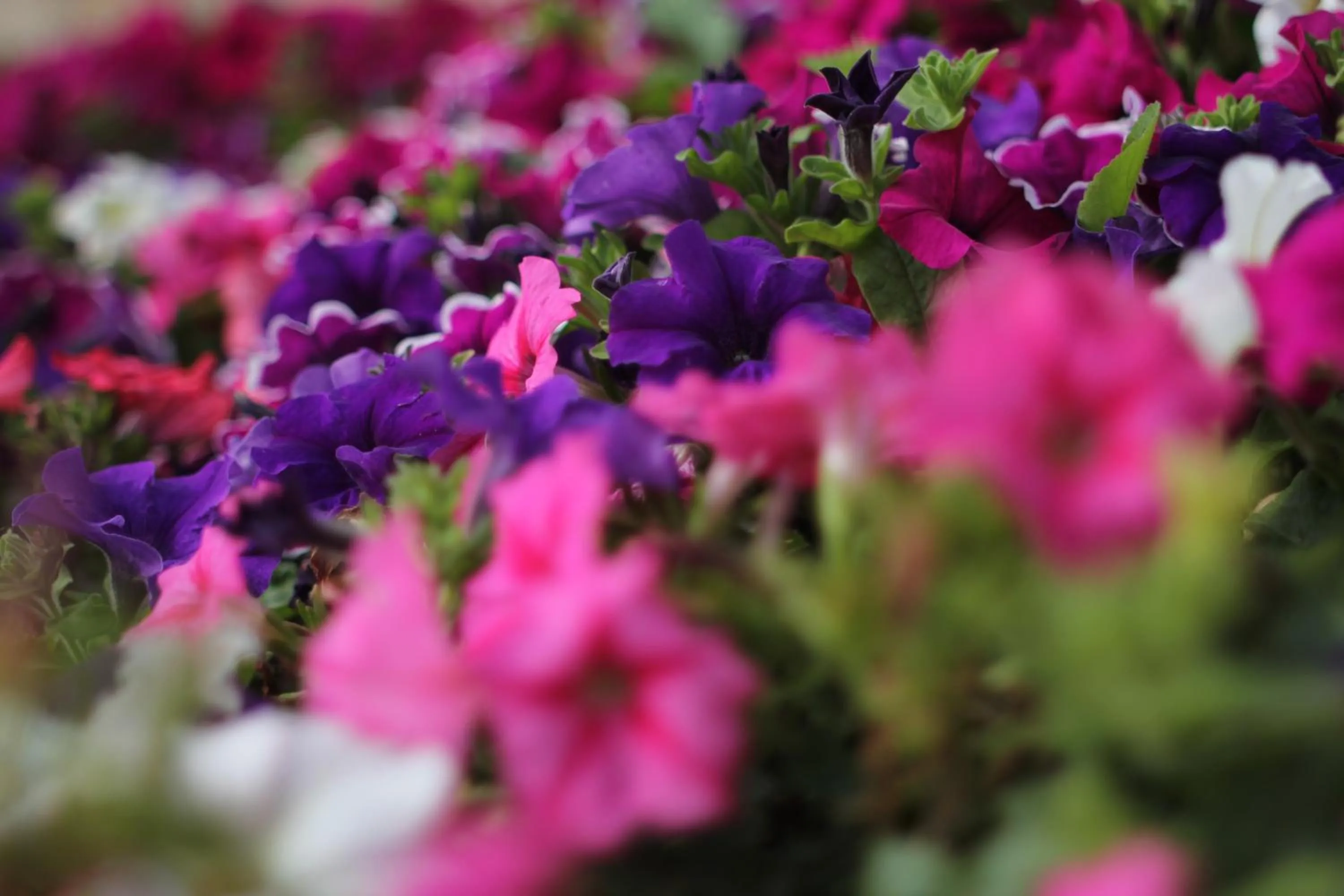 Decorative detail in Punta Falcone Resort