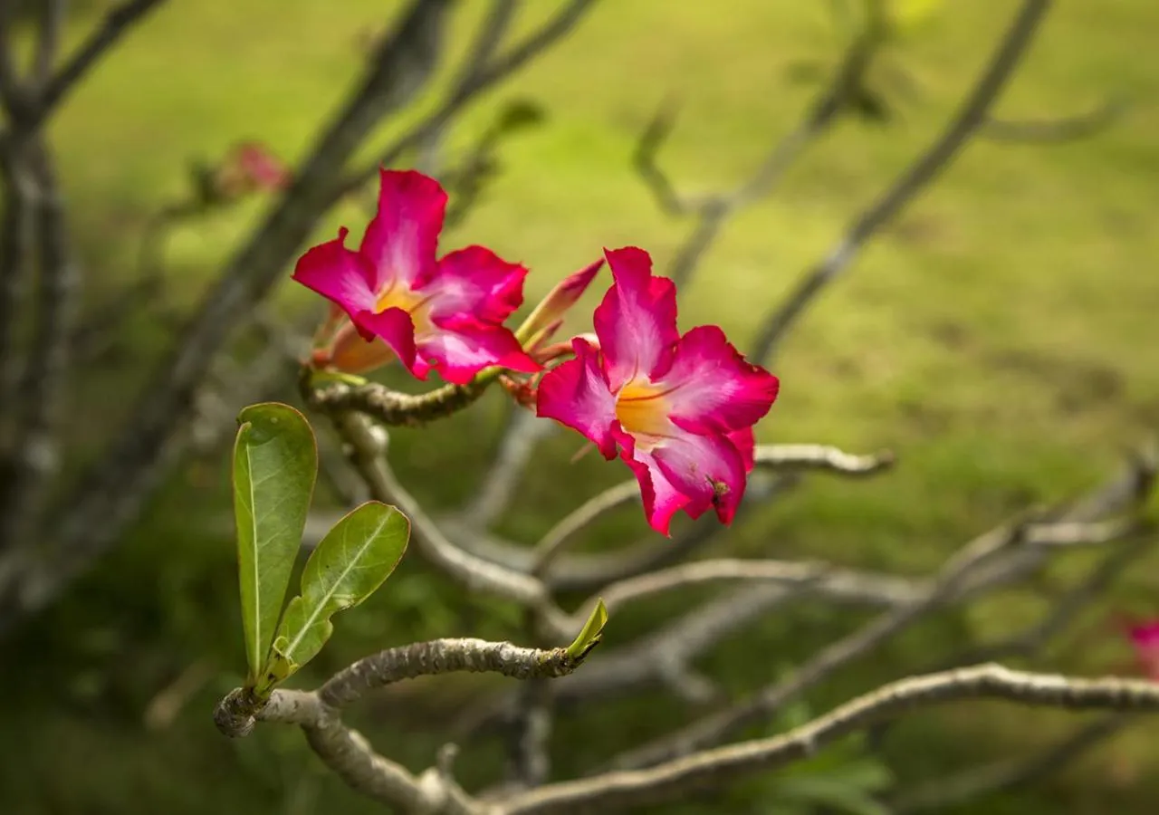 Property building in Les Maisons D'Itac