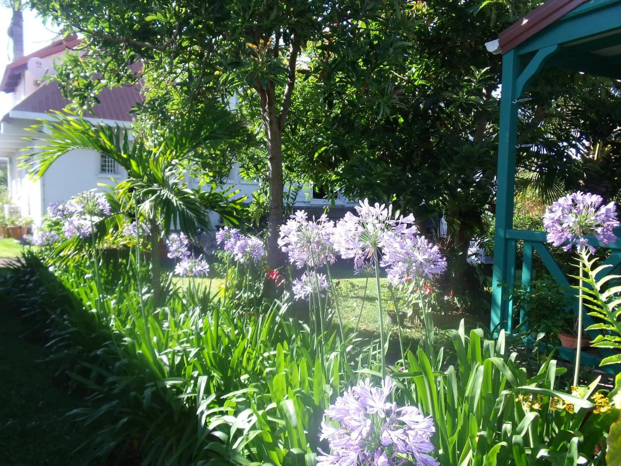 Garden in Les Agapanthes