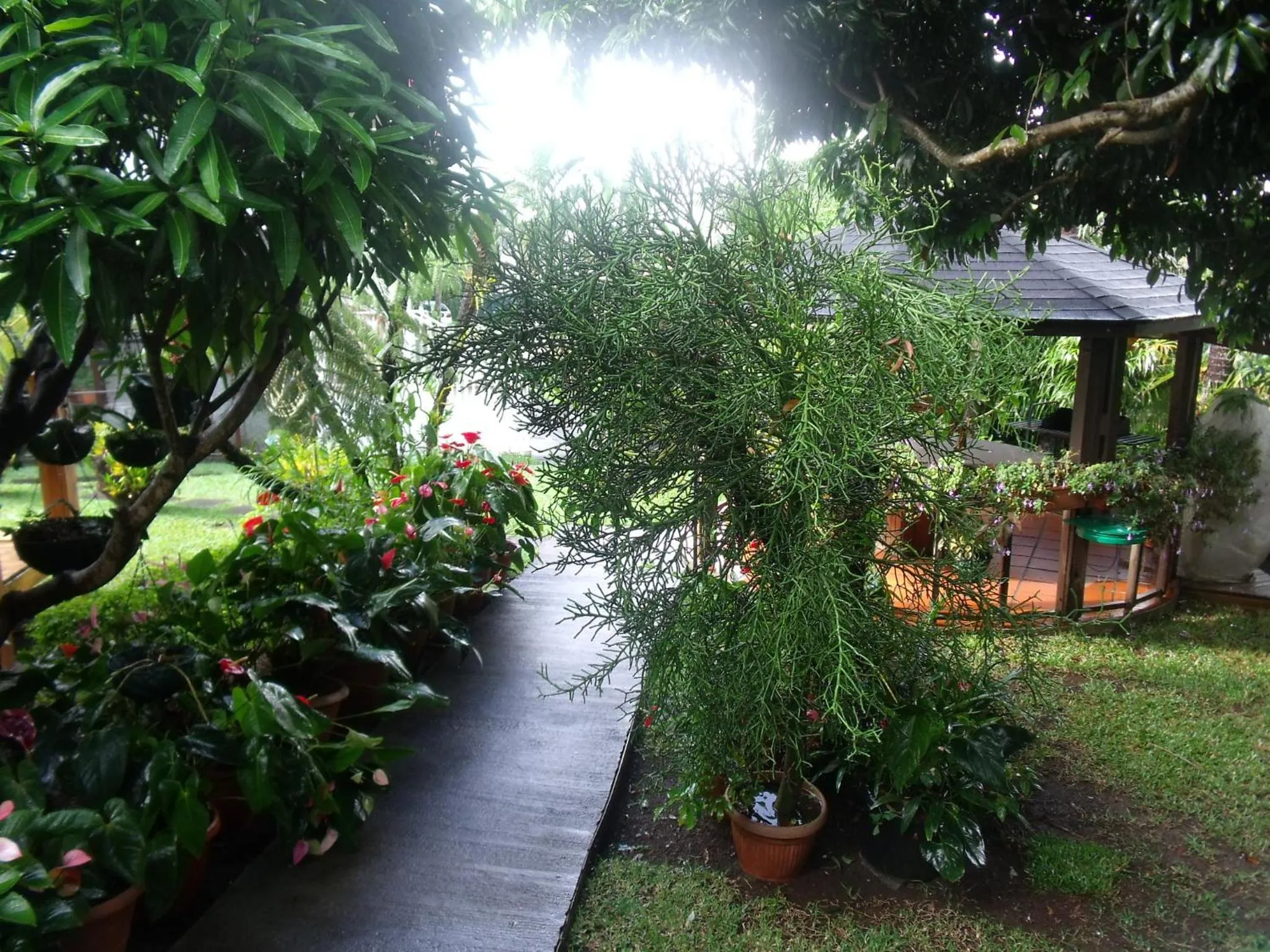 Garden view in Les Agapanthes
