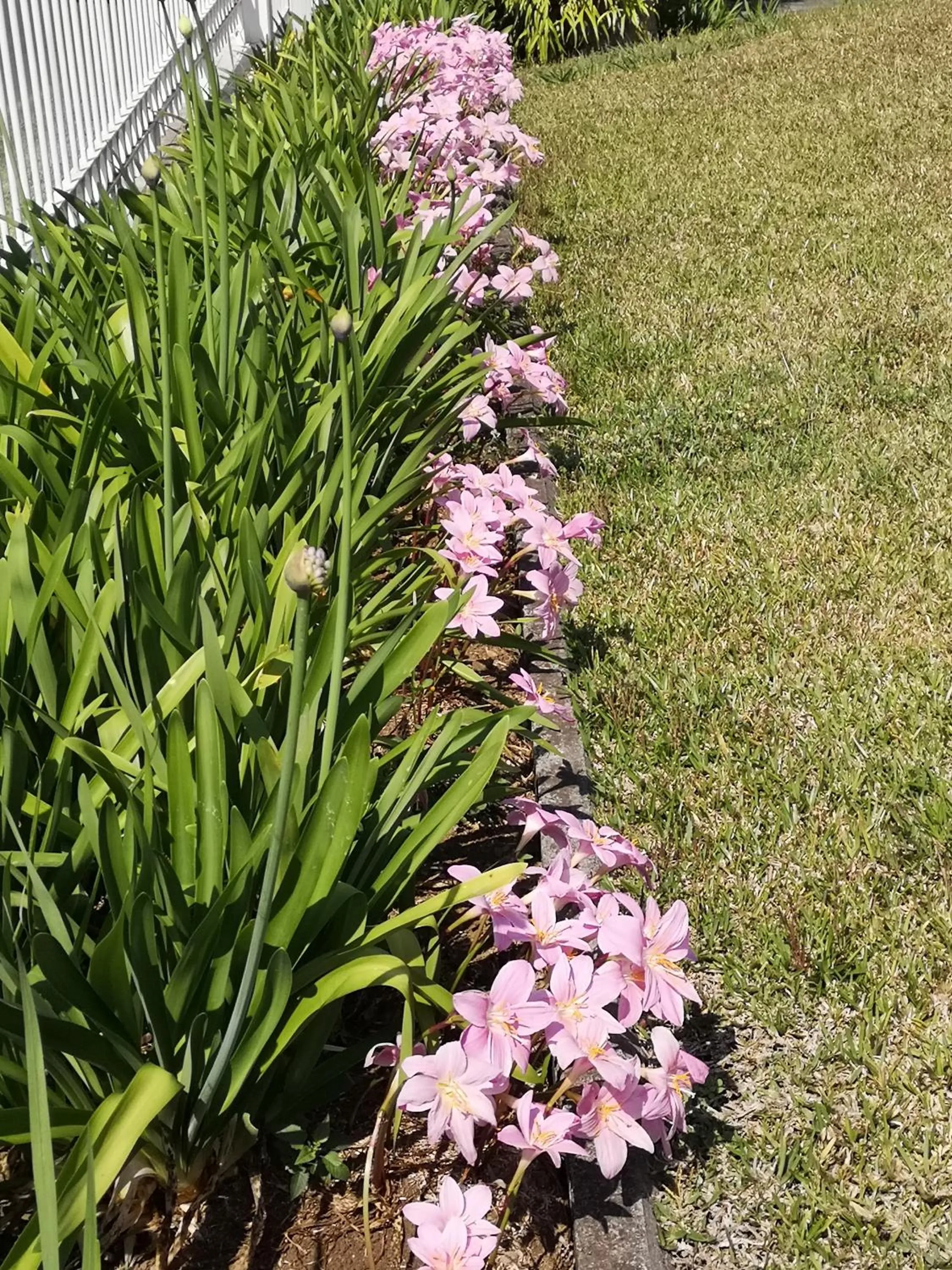 Garden in Les Agapanthes