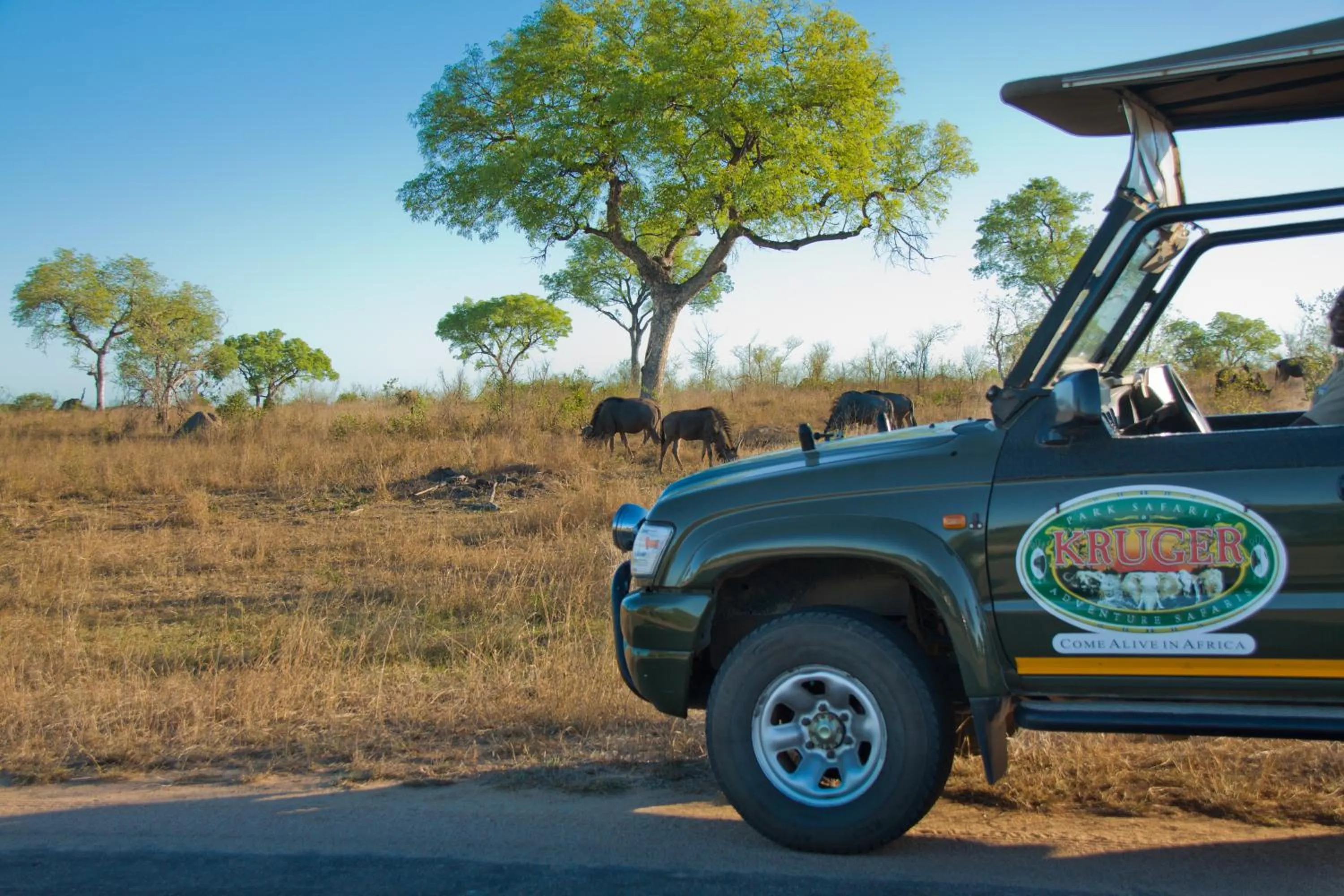 Activities in Kruger Adventure Lodge