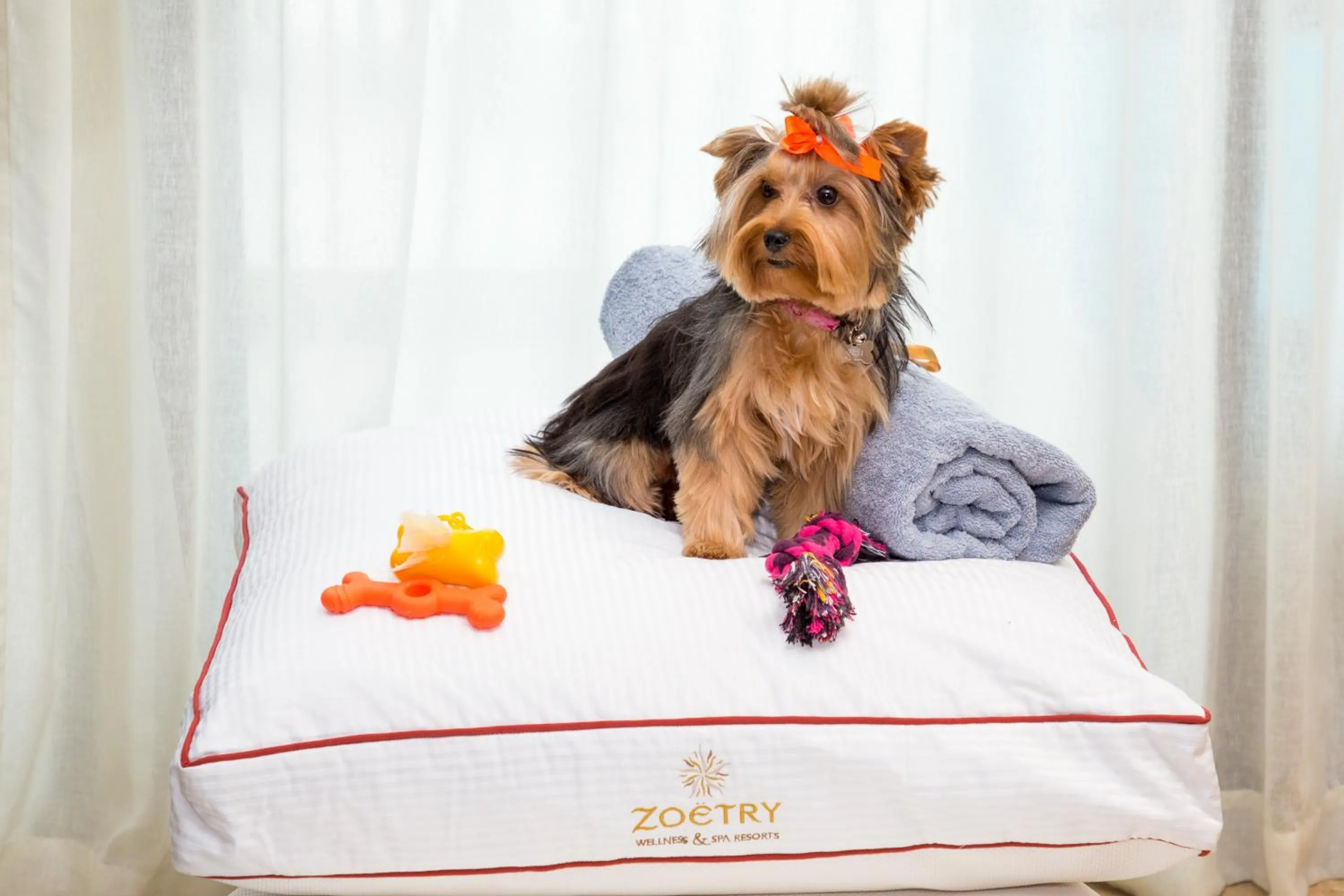 Pets in Zoetry Agua Punta Cana - All Inclusive