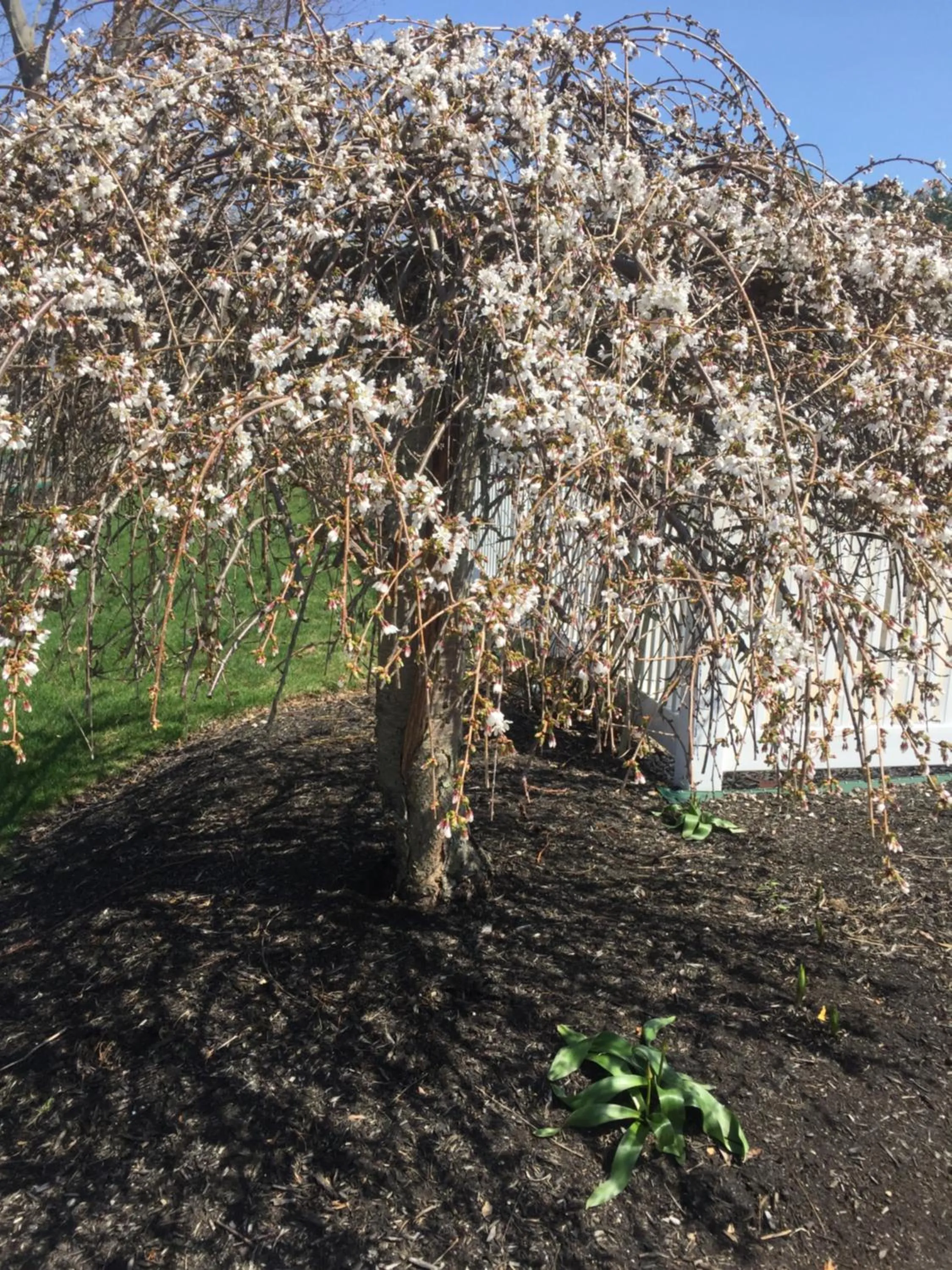 Garden in Ne'r Beach Motel