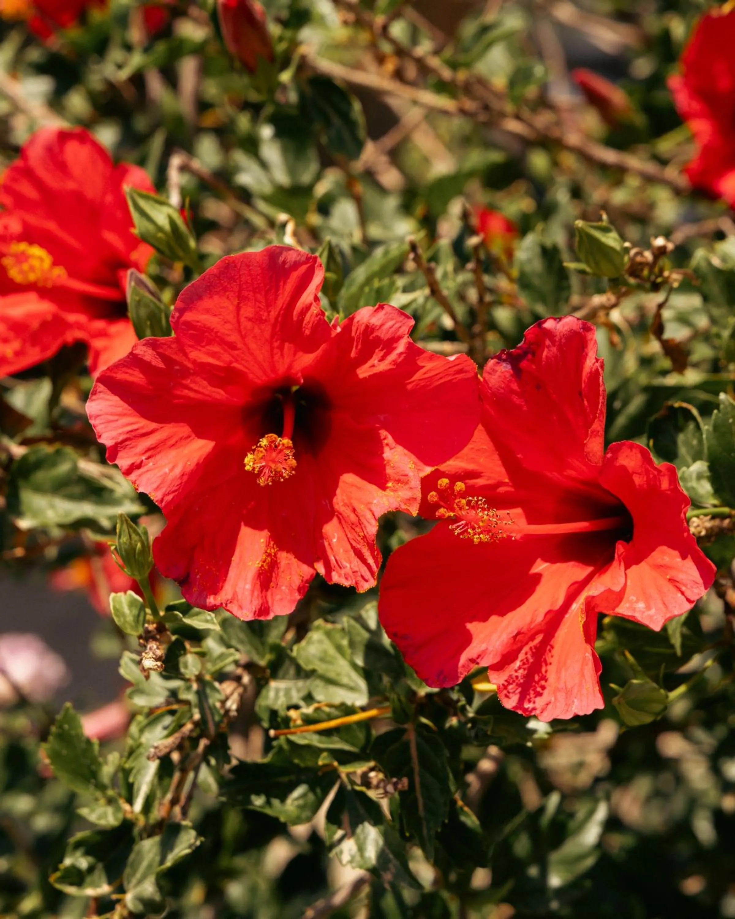 Day in Albatros Club Mykonos