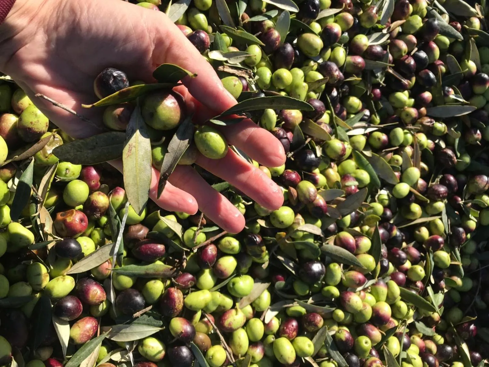 Agriturismo Vecchia Masseria Charme&Relax