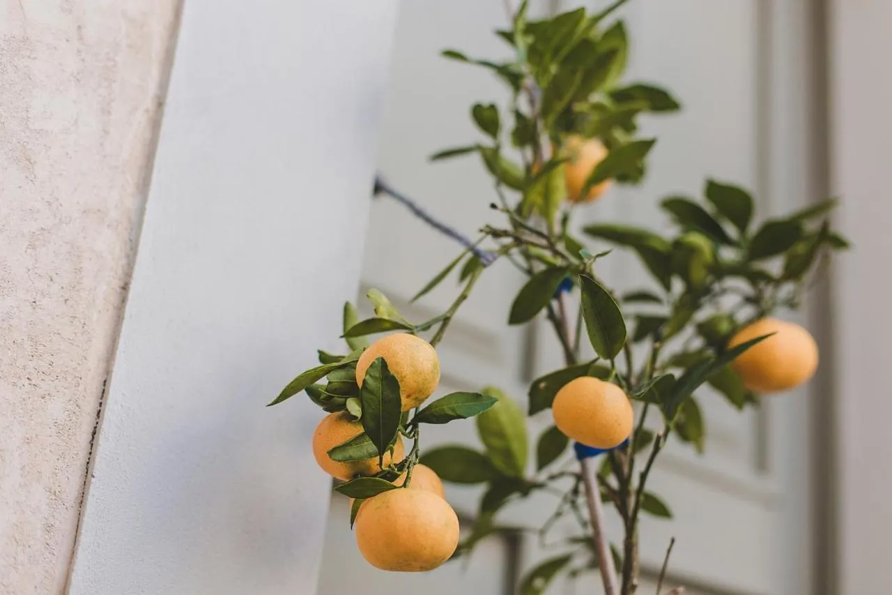 Area and facilities in Lola Dream