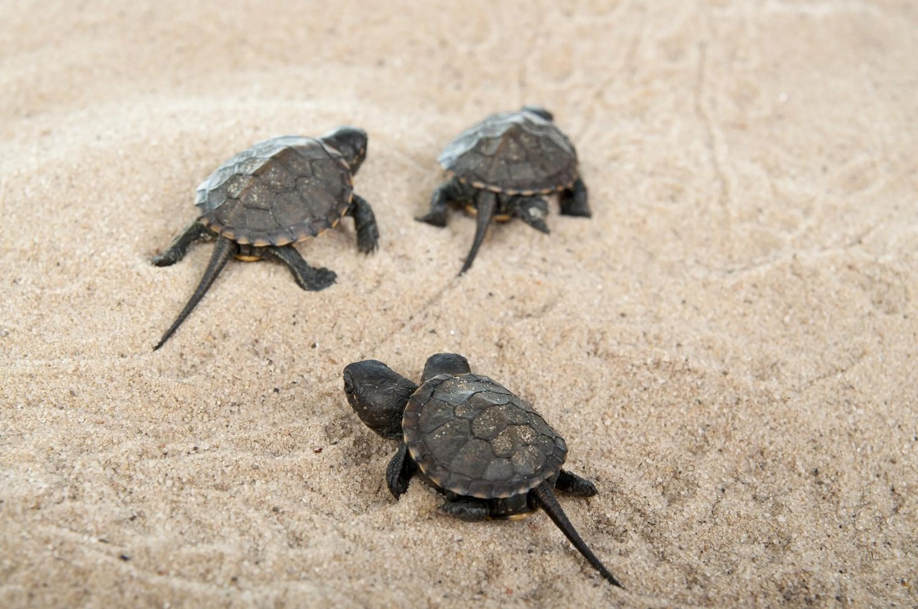 Animals in Panareti Coral Bay Villas