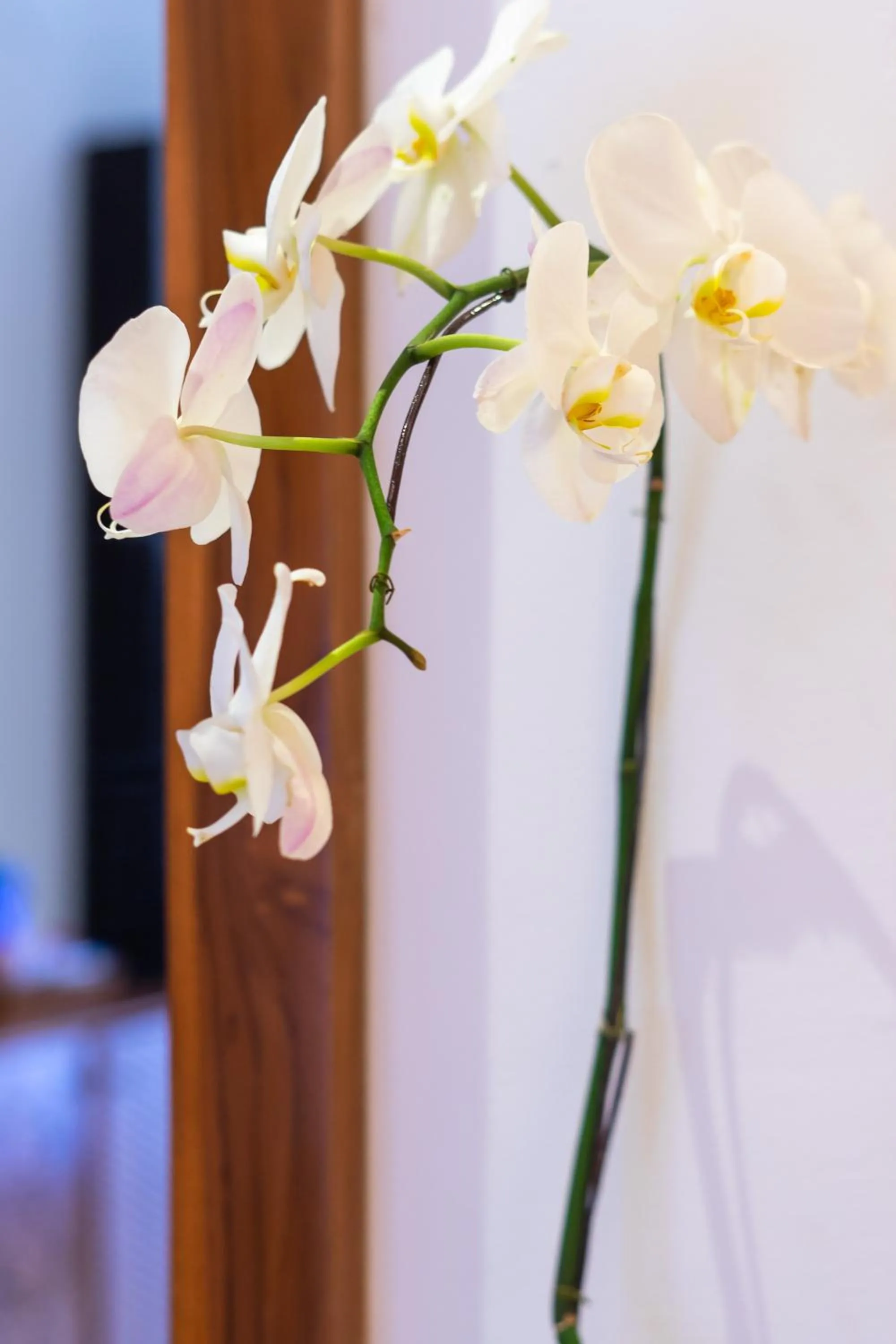 Decorative detail in Villa Sonia Bisma