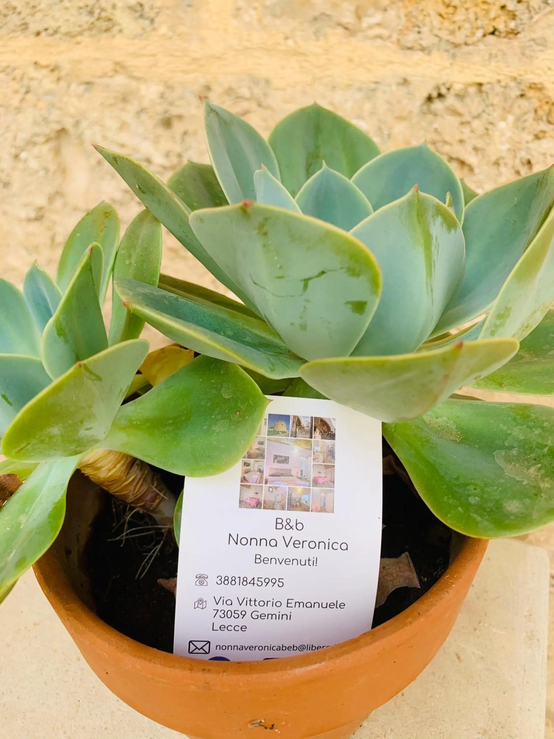 Garden in Nonna Veronica